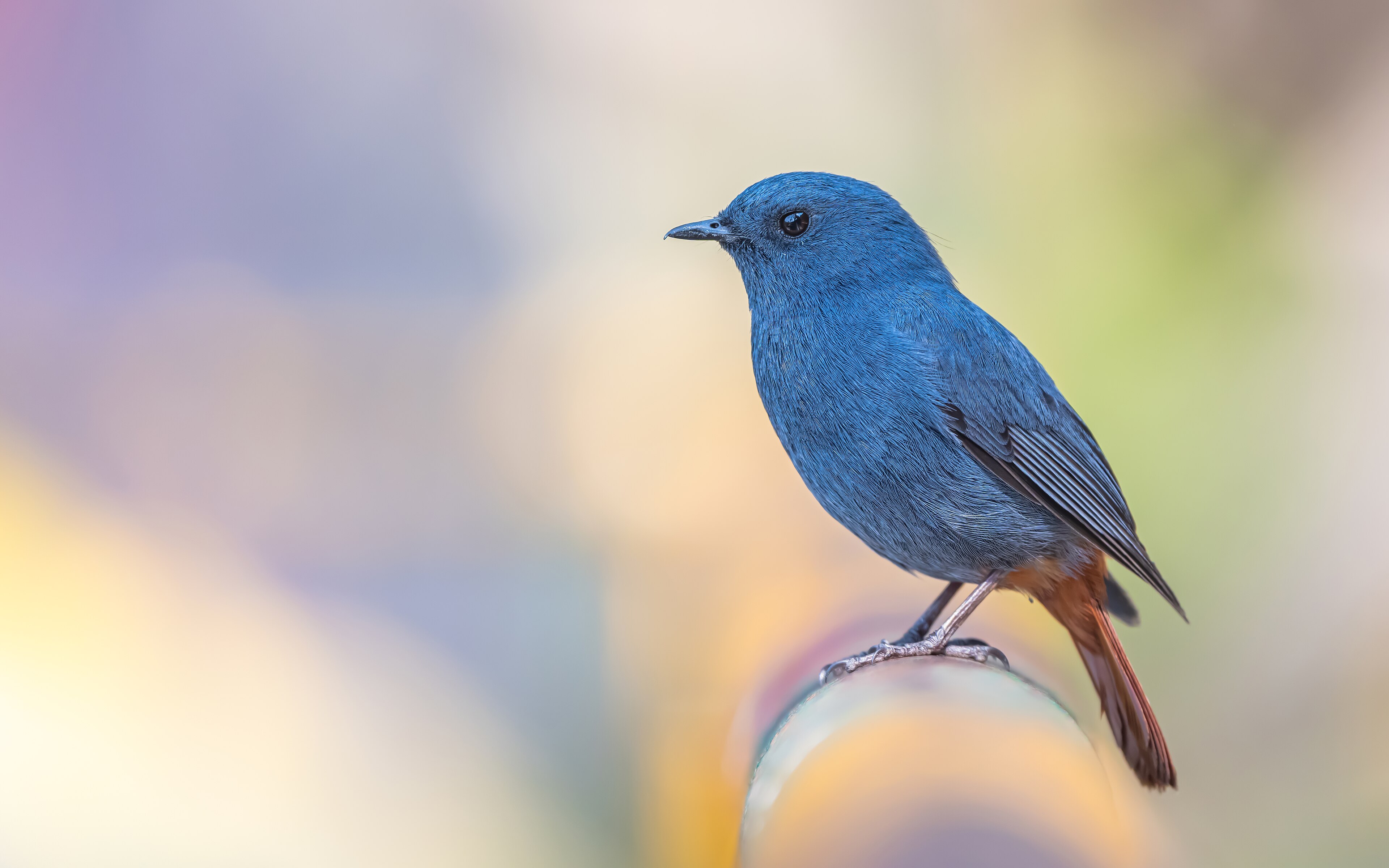 Plumbeous Water Redstart (Phoenicurus fuliginosus)