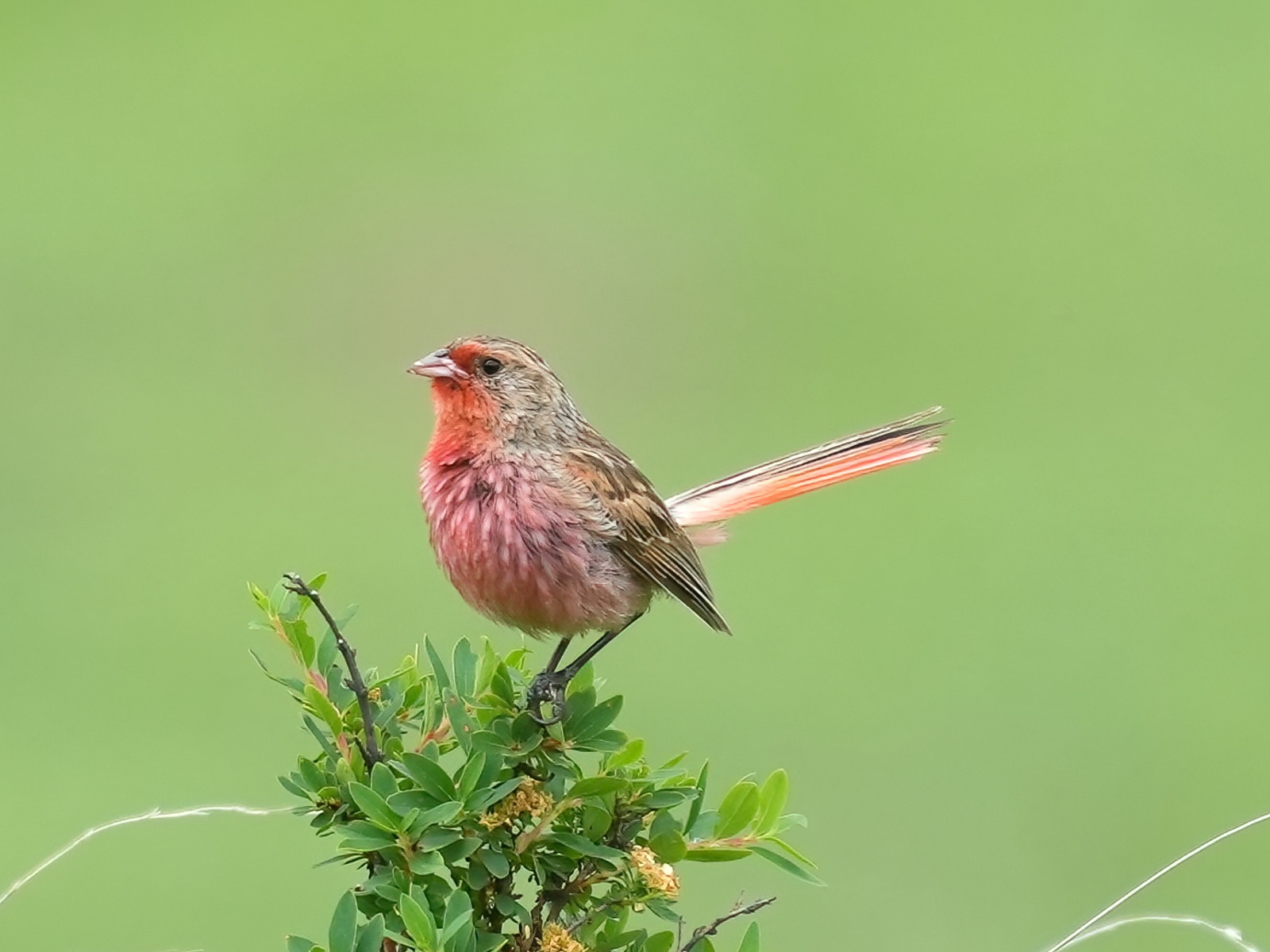 Przevalski’s Finch (Urocynchramus pylzowi)