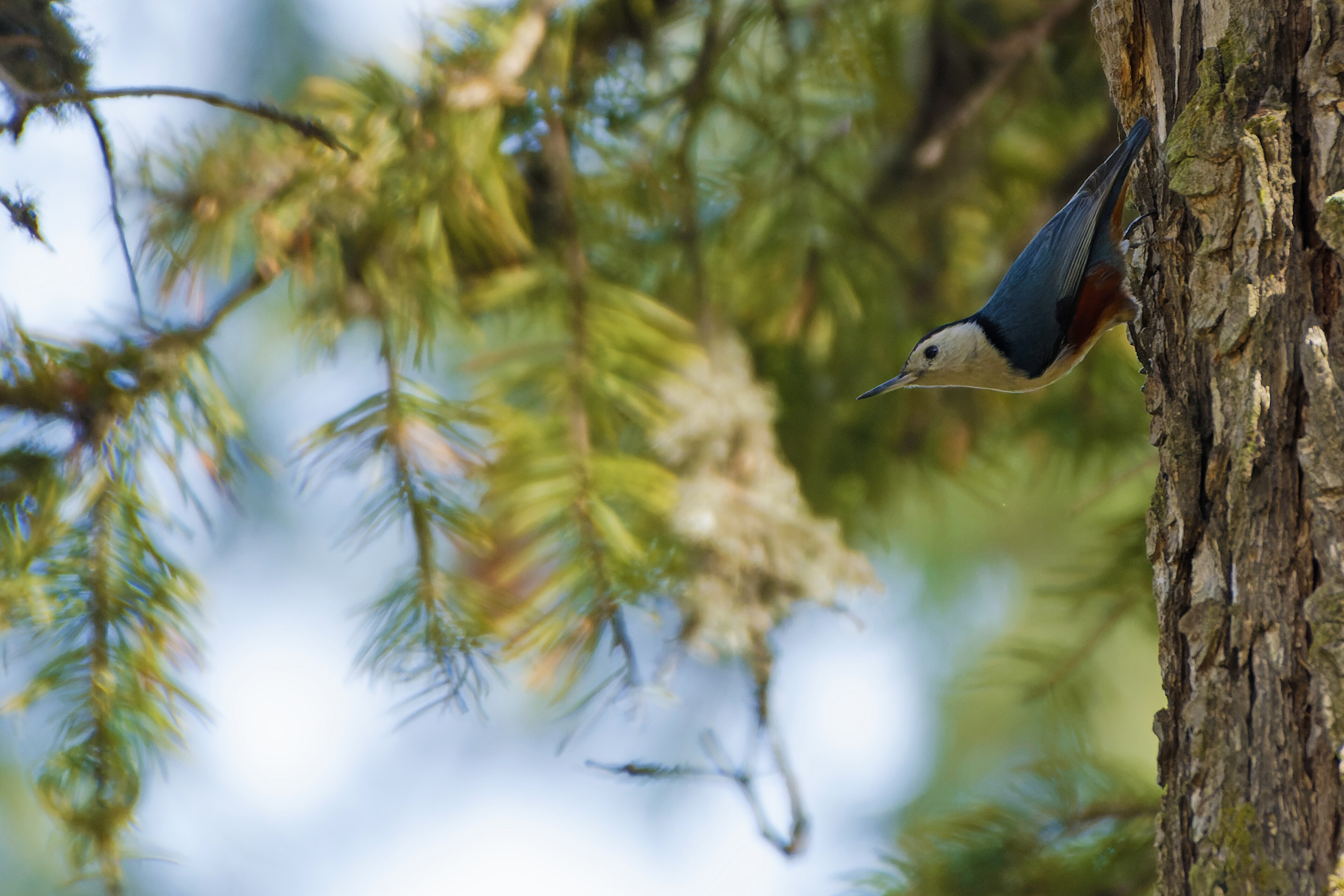 Przevalski’s Nuthatch (Sitta przewalskii)