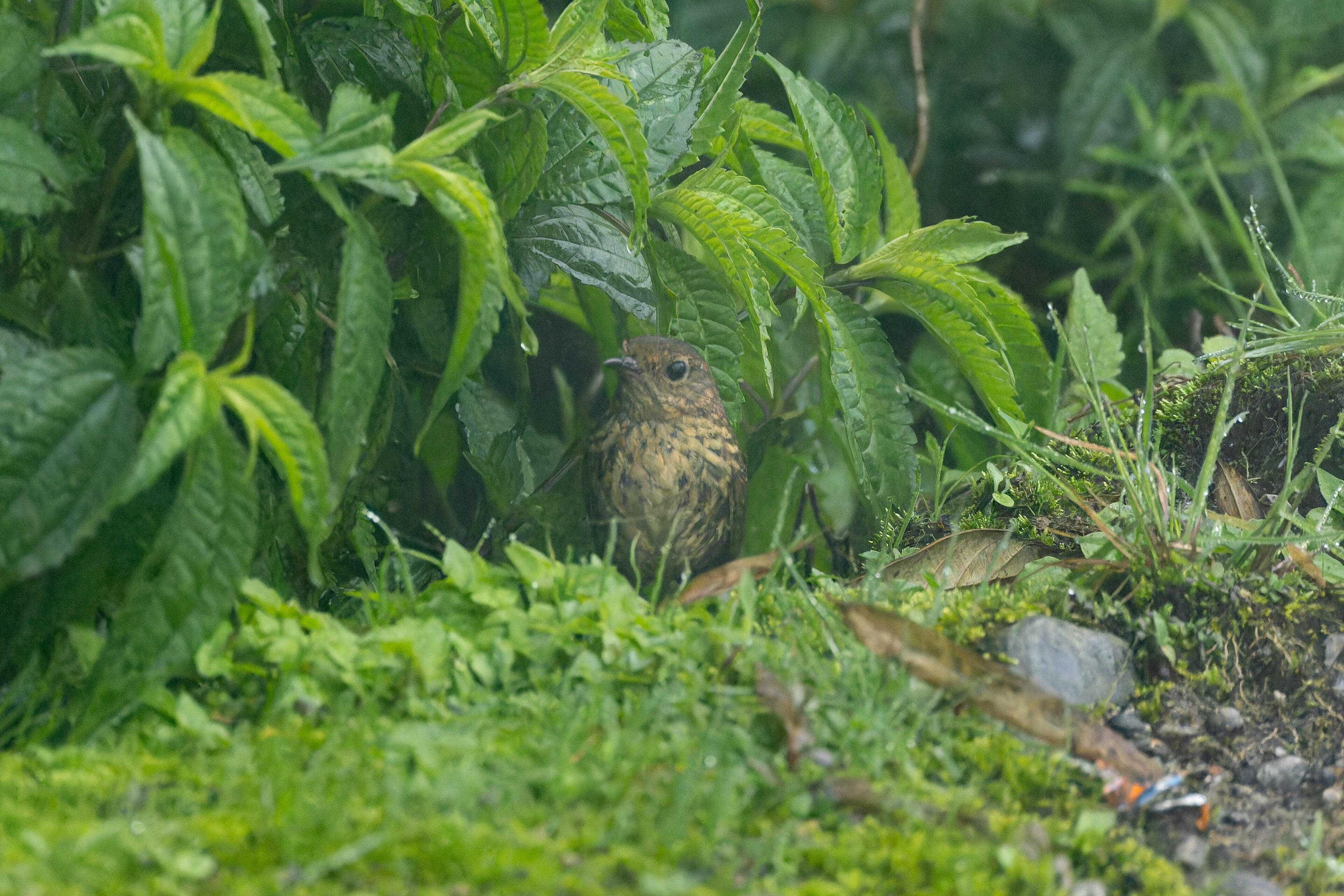 Pygmy Cupwing (Pnoepyga pusilla)