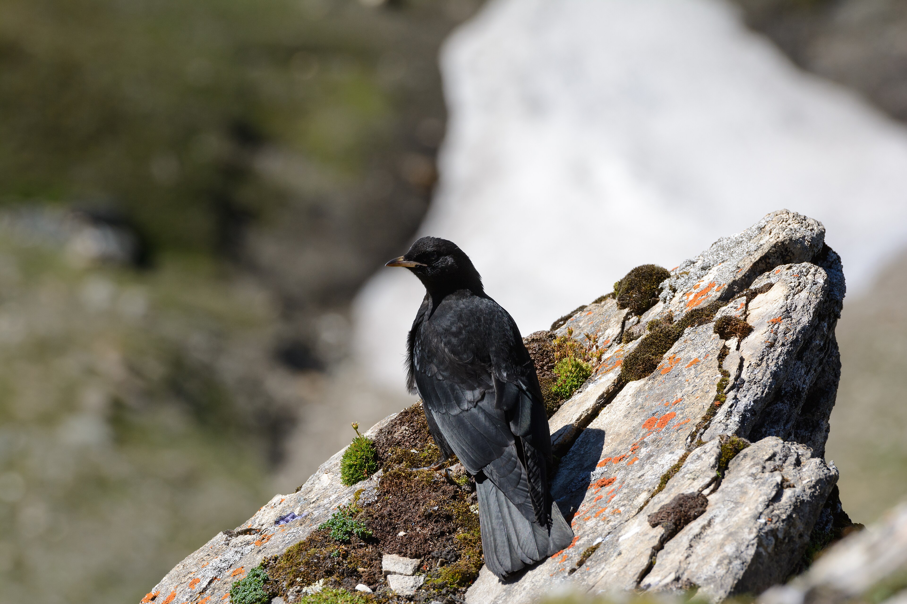 Red-billed Chough (Pyrrhocorax pyrrhocorax)