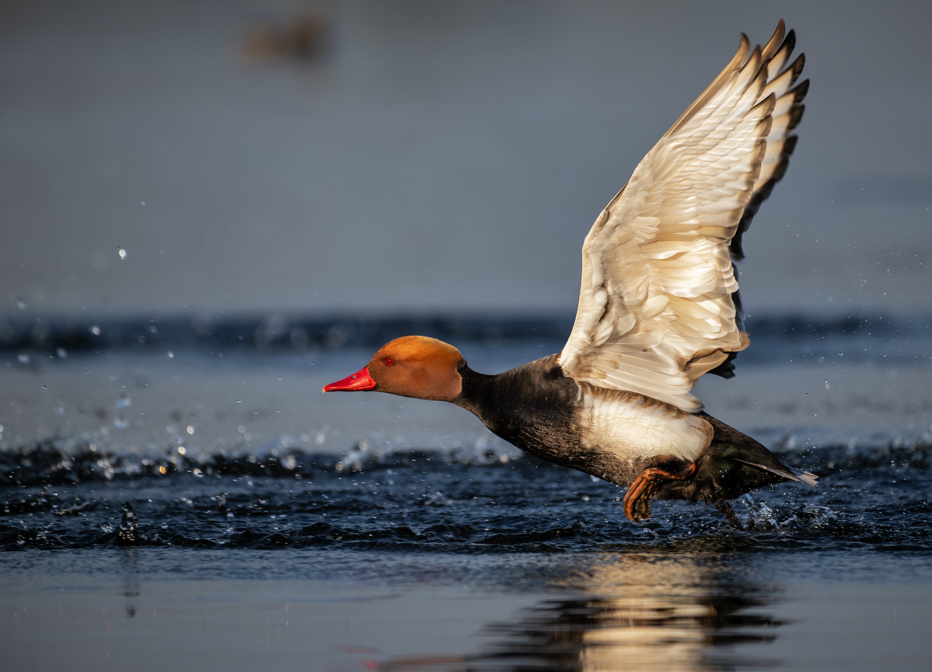 Red-crested Pochard (Netta rufina)