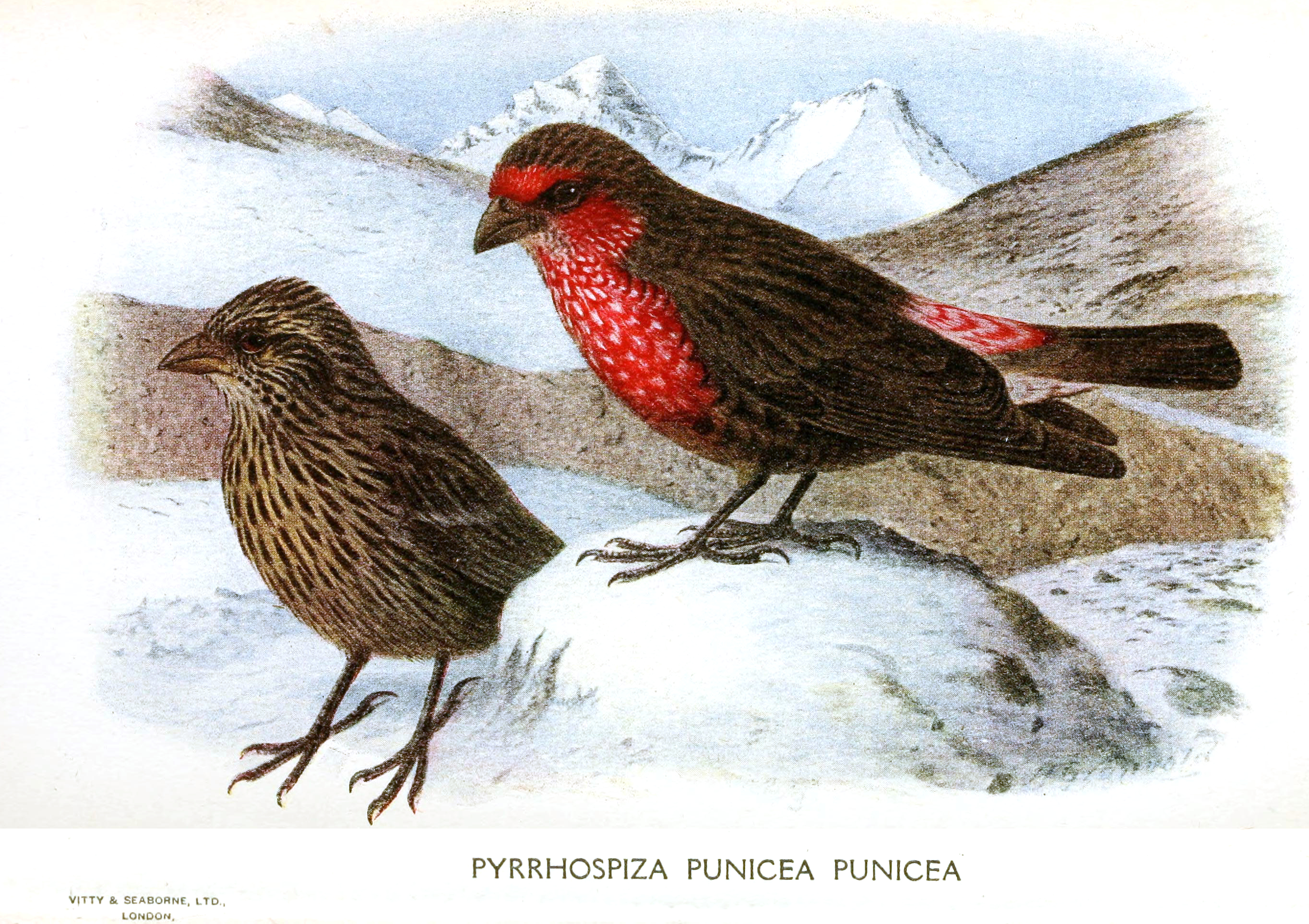 Red-fronted Rosefinch (Carpodacus puniceus)