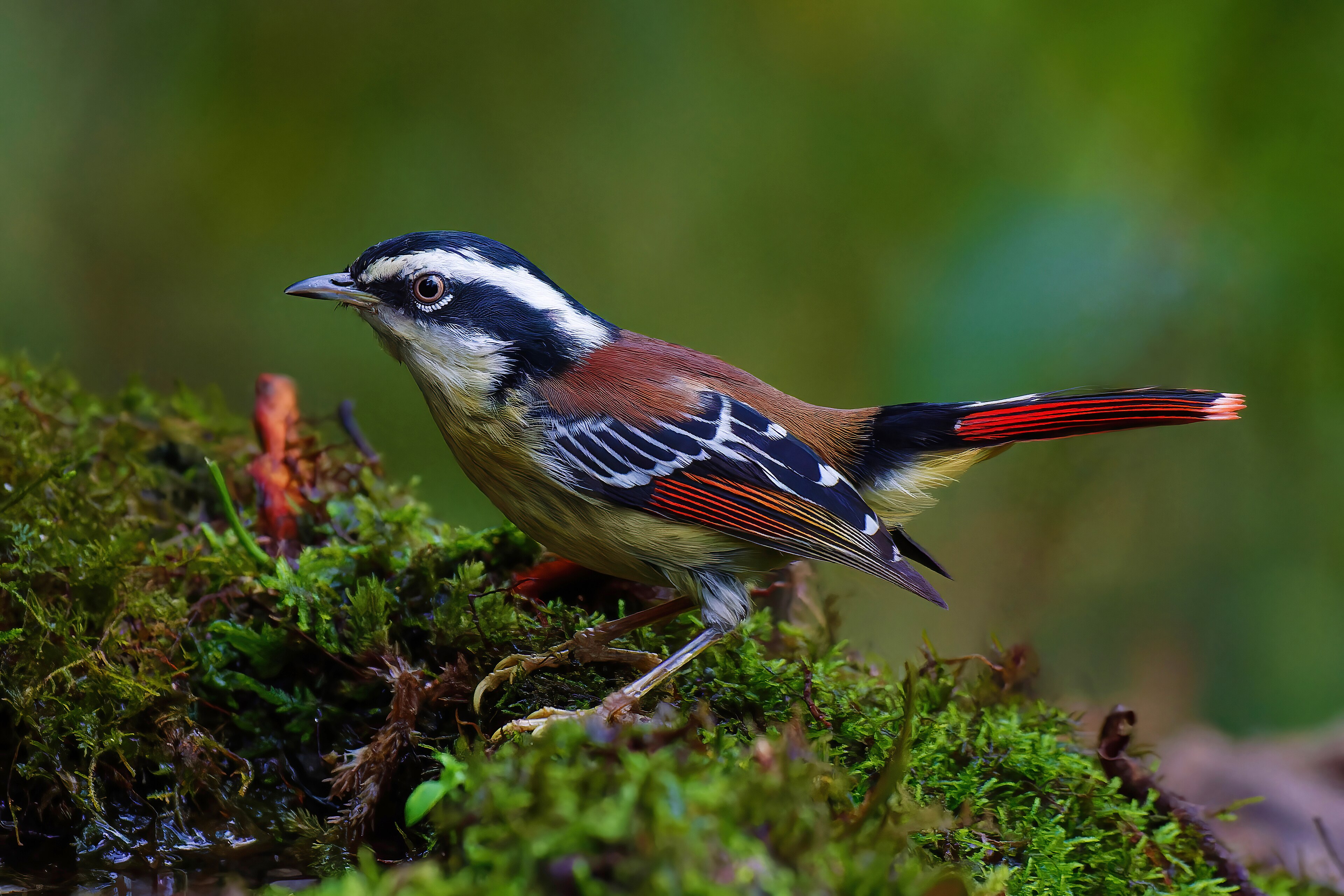 Red-tailed Minla (Minla ignotincta)