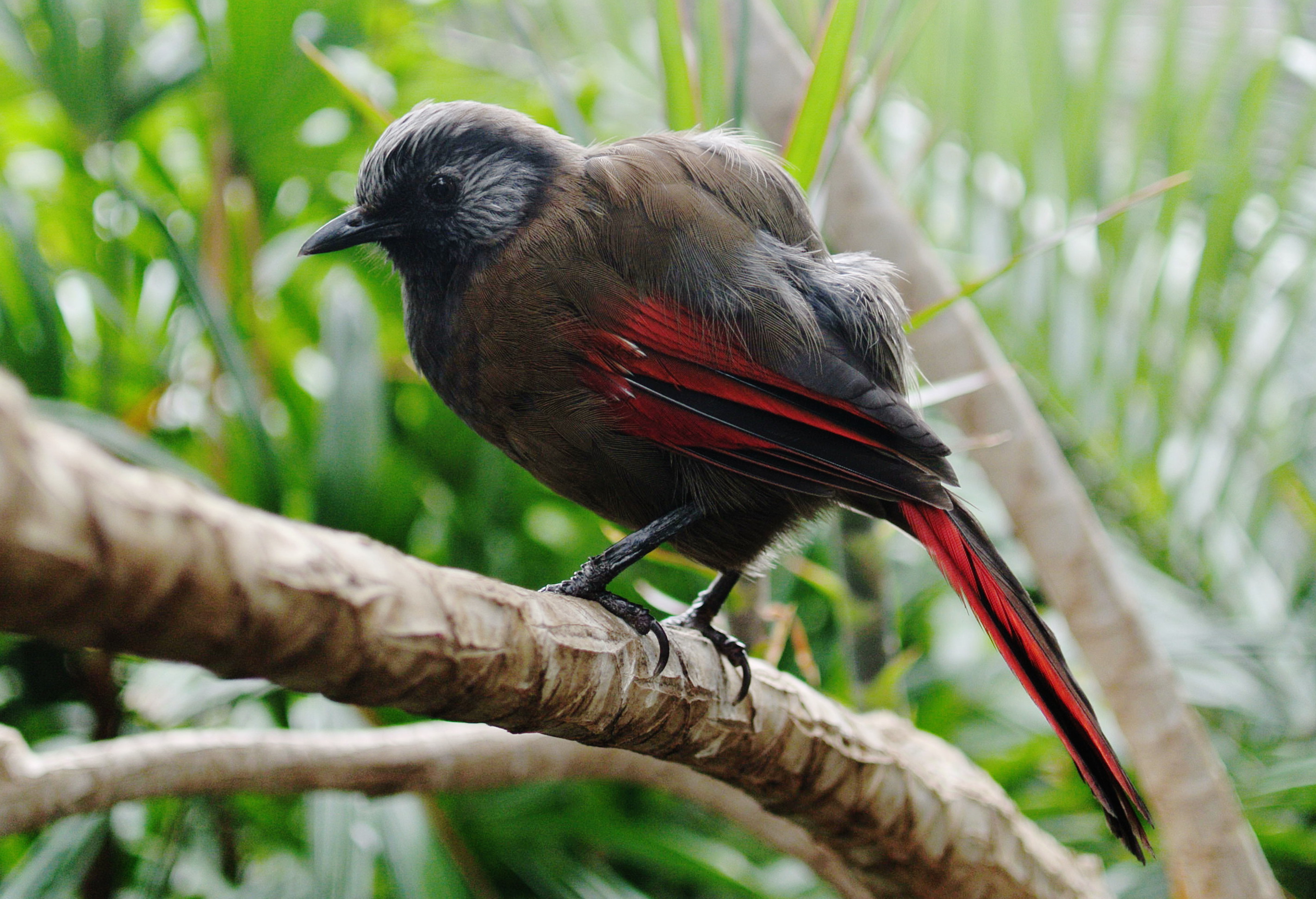 Red-winged Laughingthrush (Trochalopteron formosum)