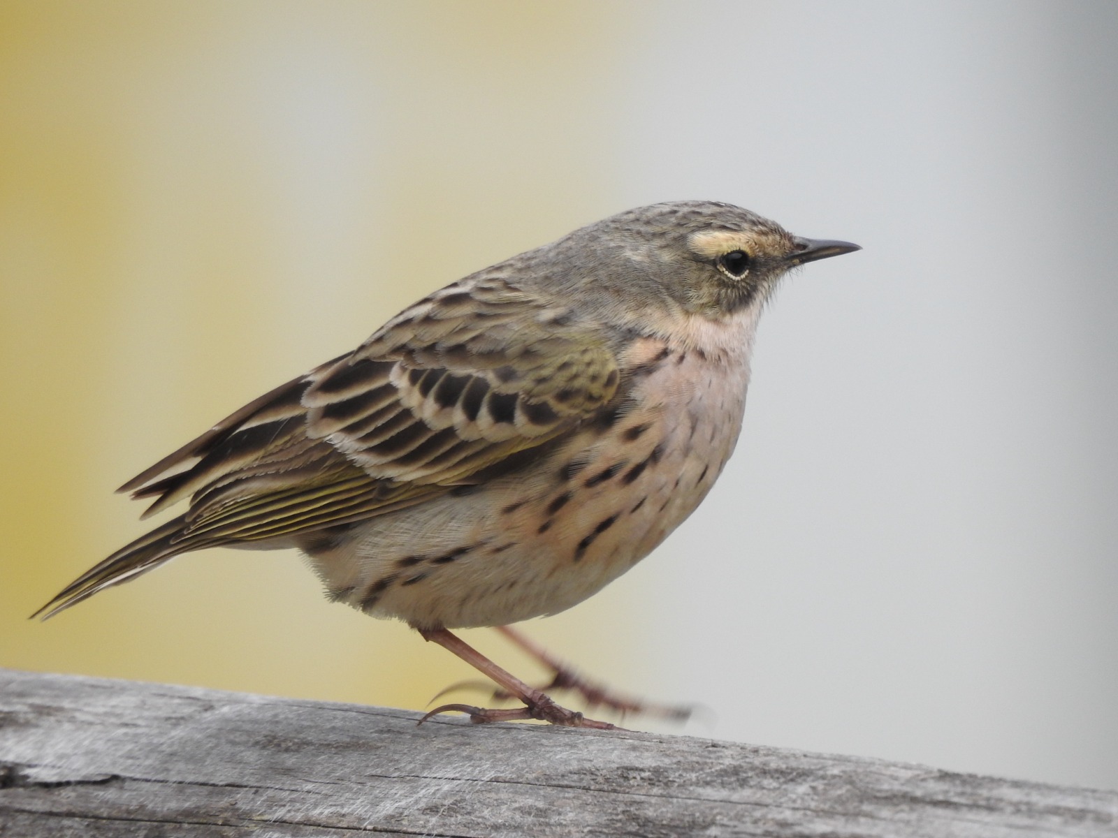 Rosy Pipit (Anthus roseatus)