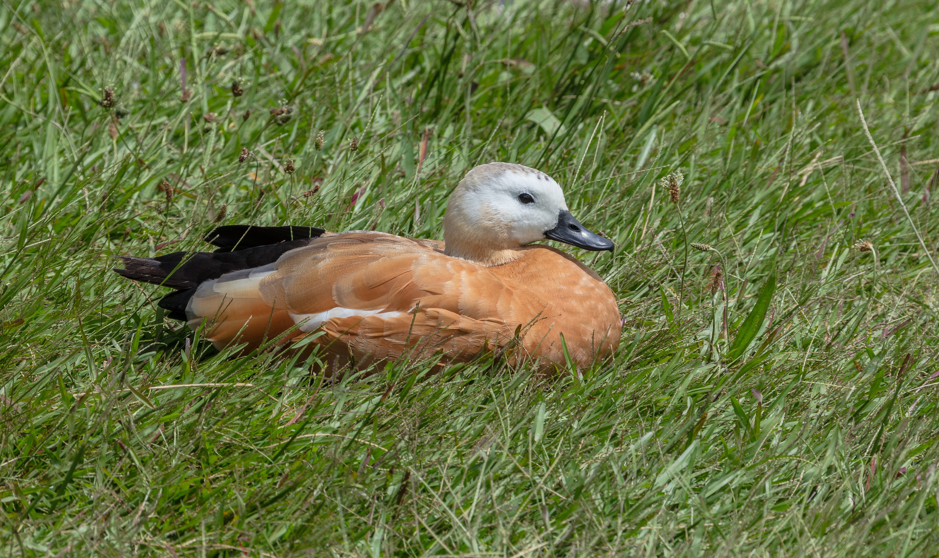 Ruddy Shelduck (Tadorna ferruginea)