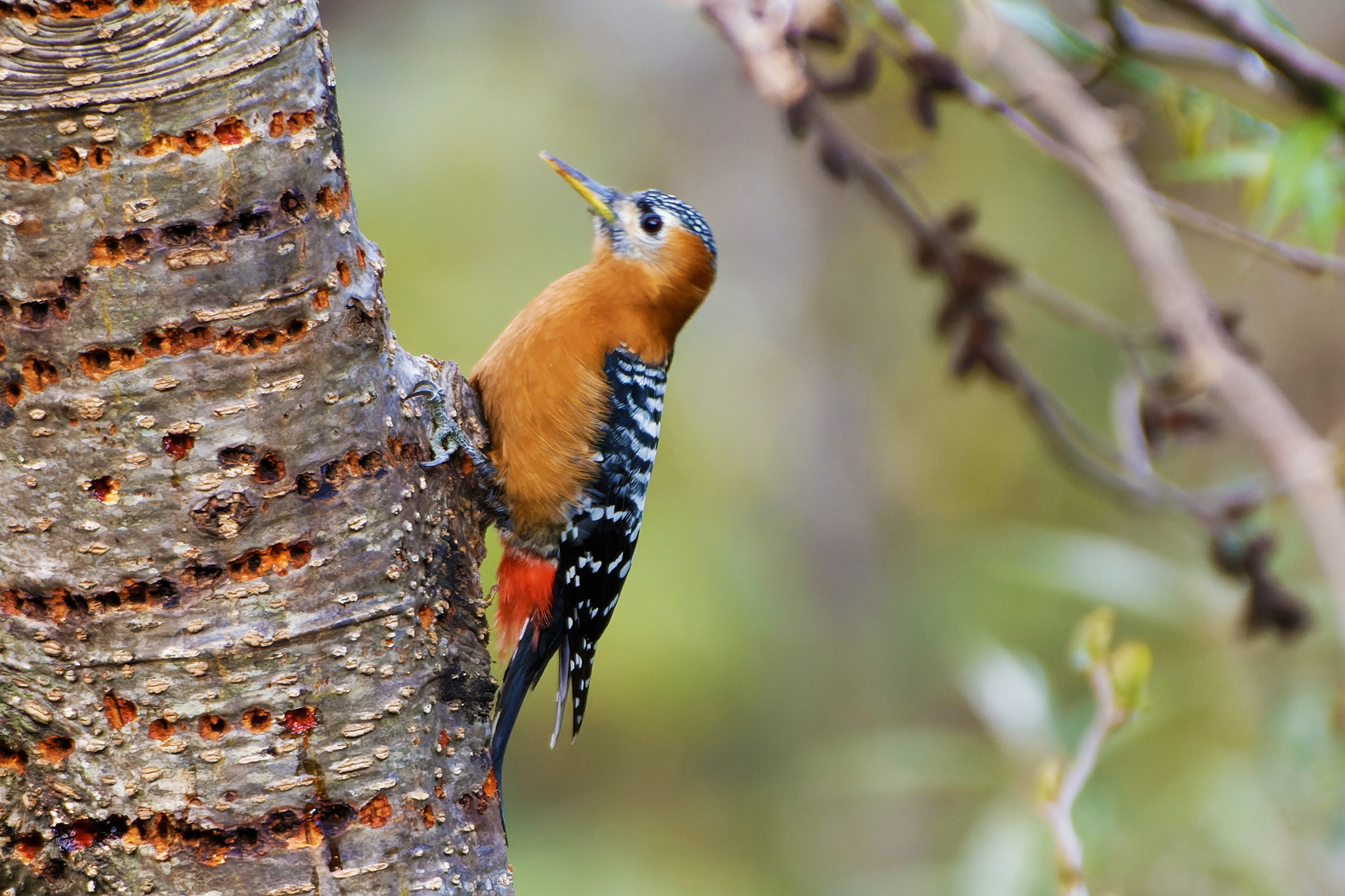 Rufous-bellied Woodpecker (Dendrocopos hyperythrus)