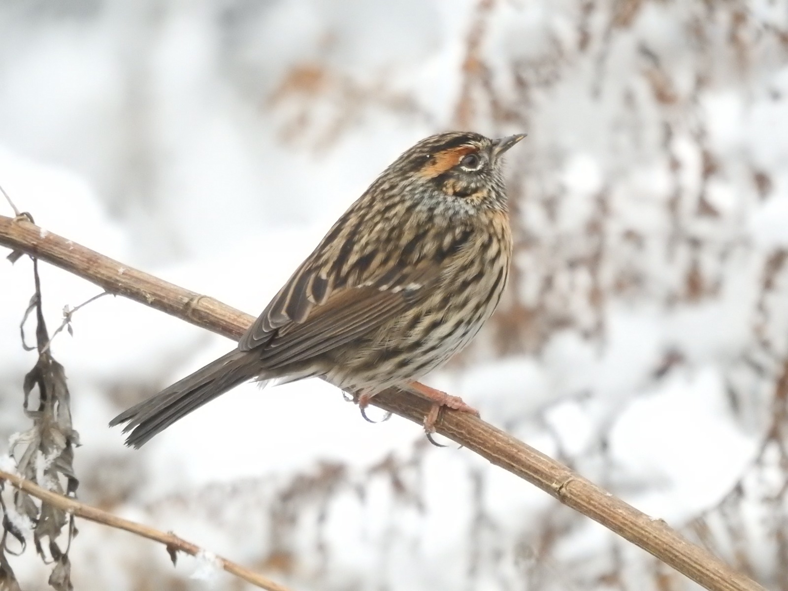 Rufous-breasted Accentor (Prunella strophiata)