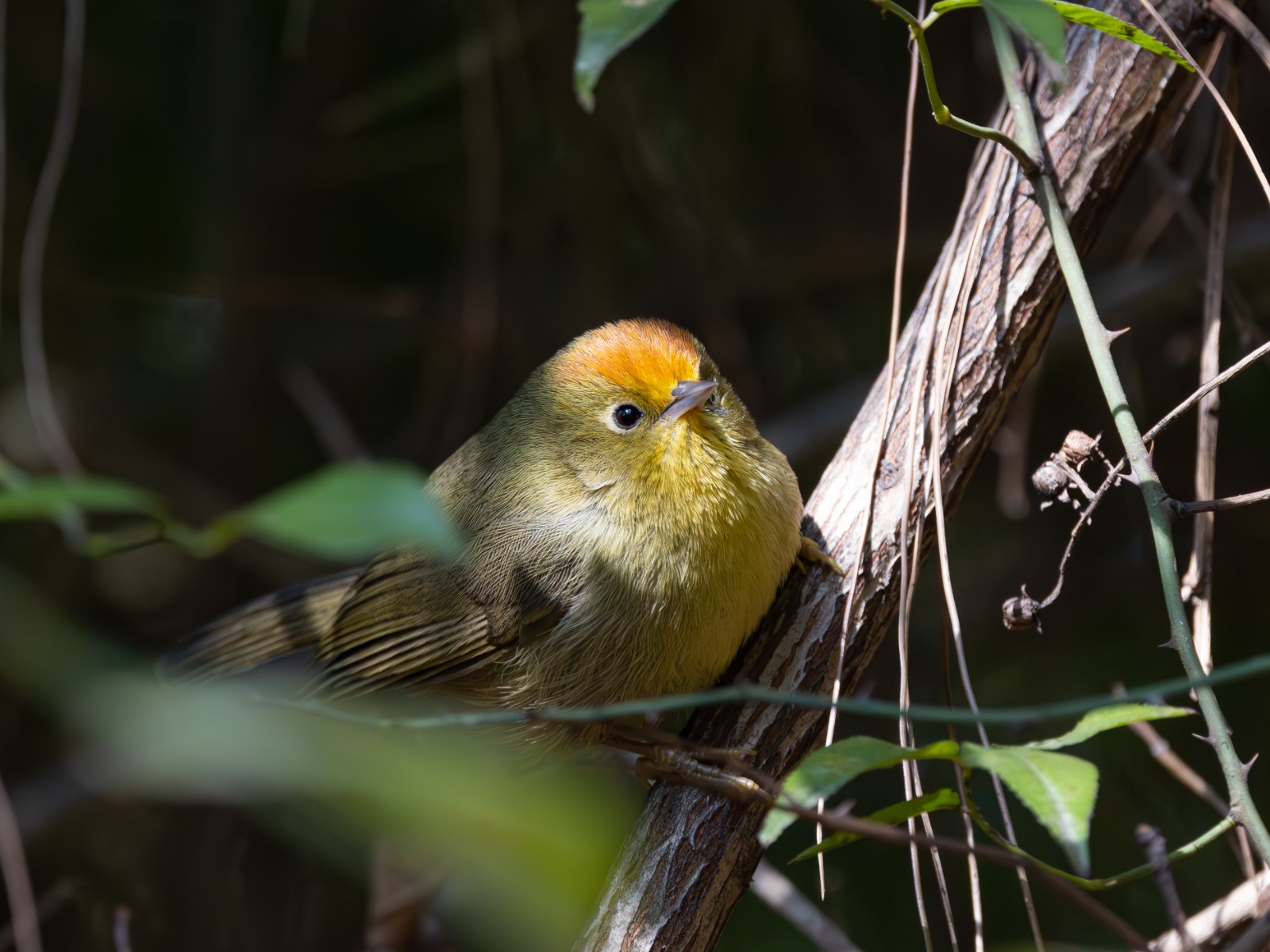 Rufous-capped Babbler (Cyanoderma ruficeps)