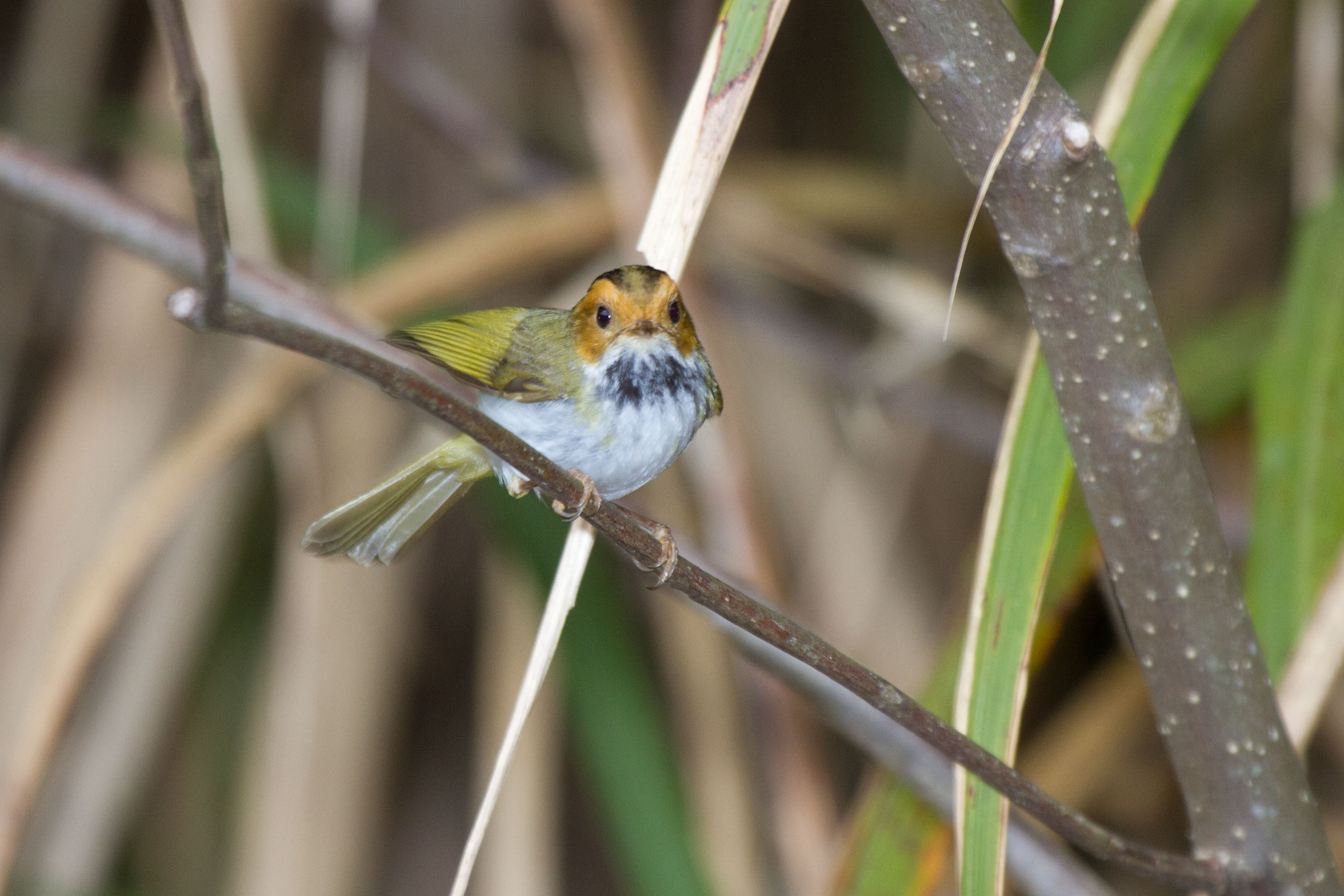 Rufous-faced Warbler (Abroscopus albogularis)