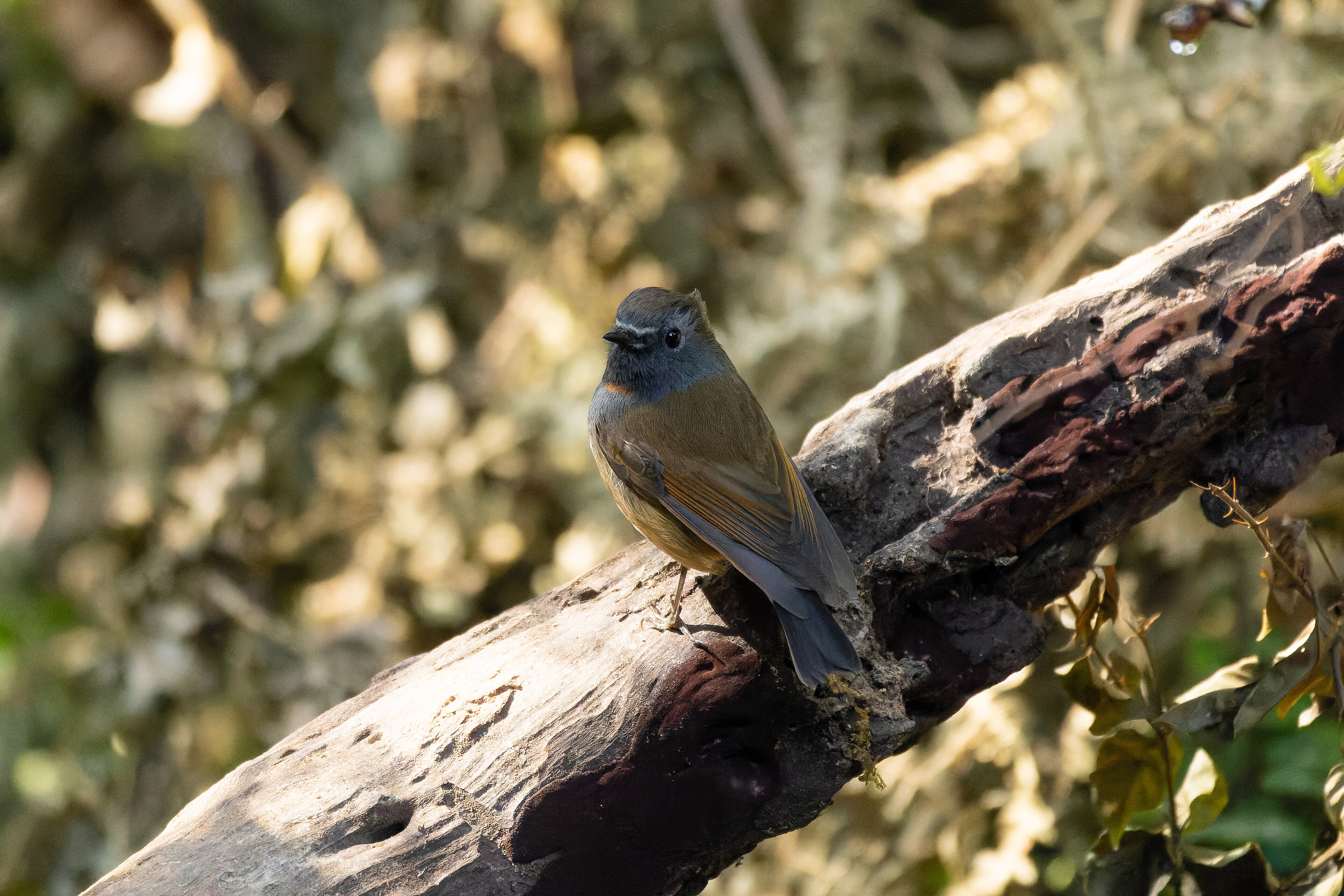 Rufous-gorgeted Flycatcher (Ficedula strophiata)
