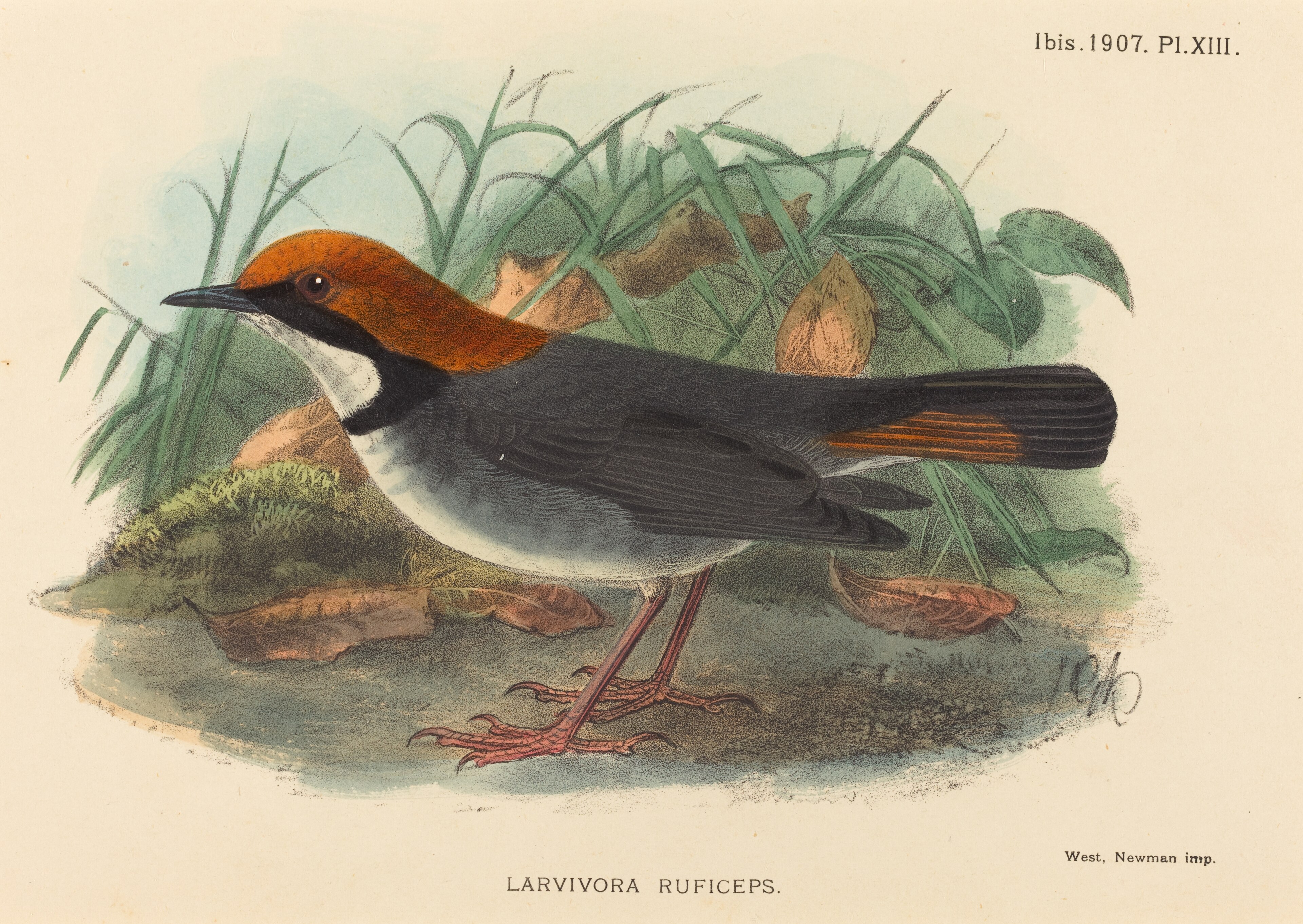 Rufous-headed Robin (Larvivora ruficeps)