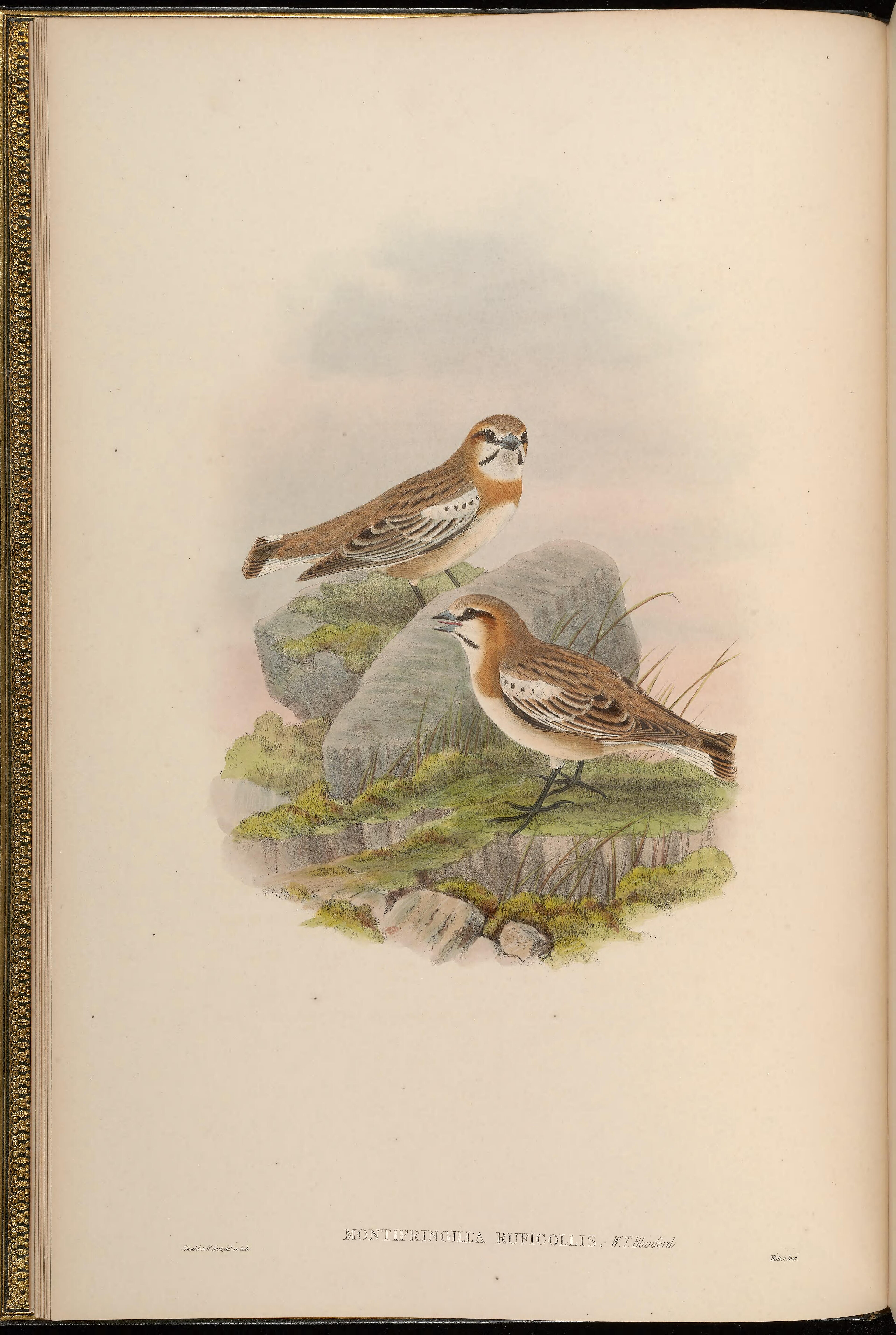 Rufous-necked Snowfinch (Pyrgilauda ruficollis)