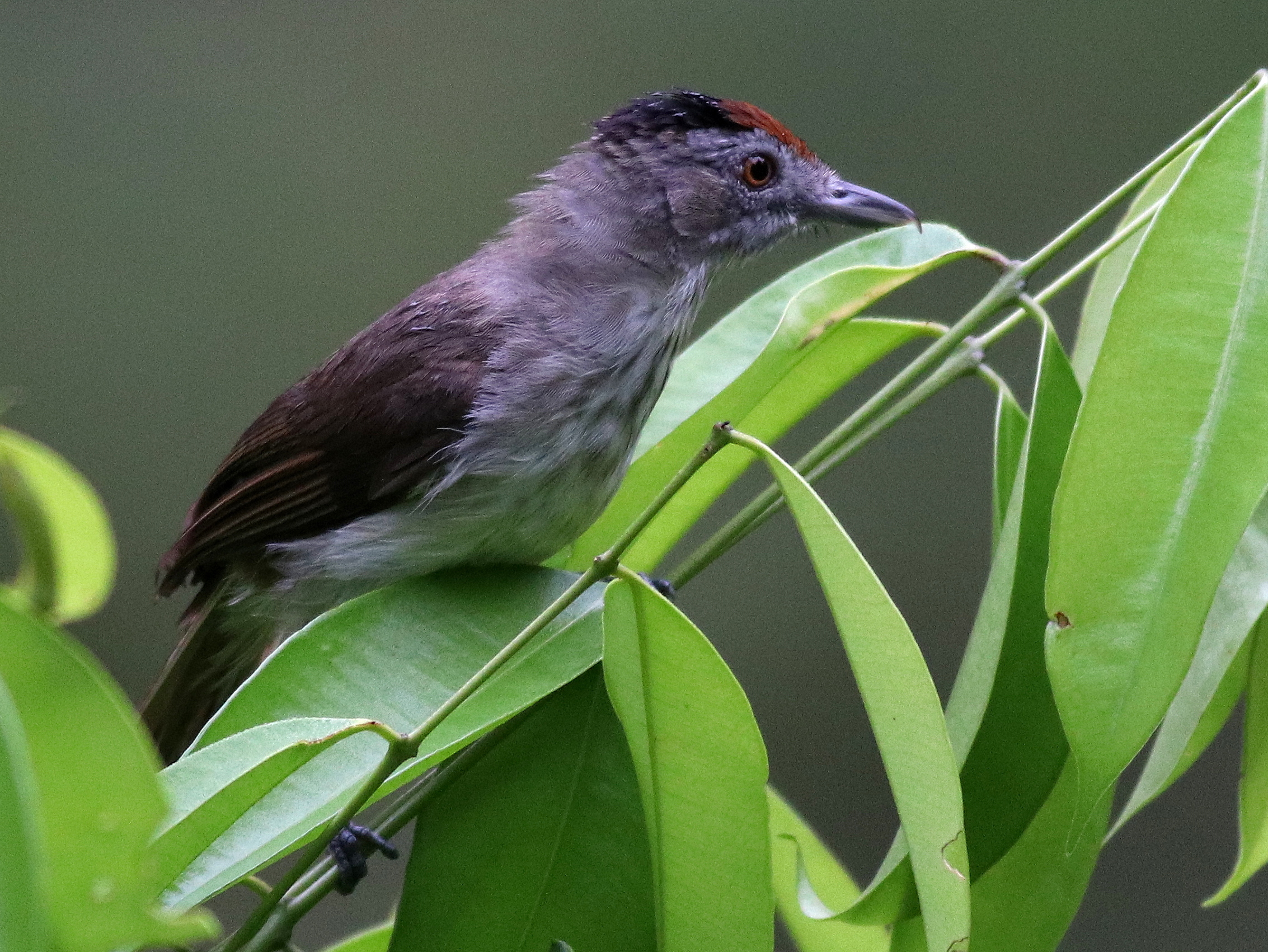 Rufous-tailed Babbler (Moupinia poecilotis)