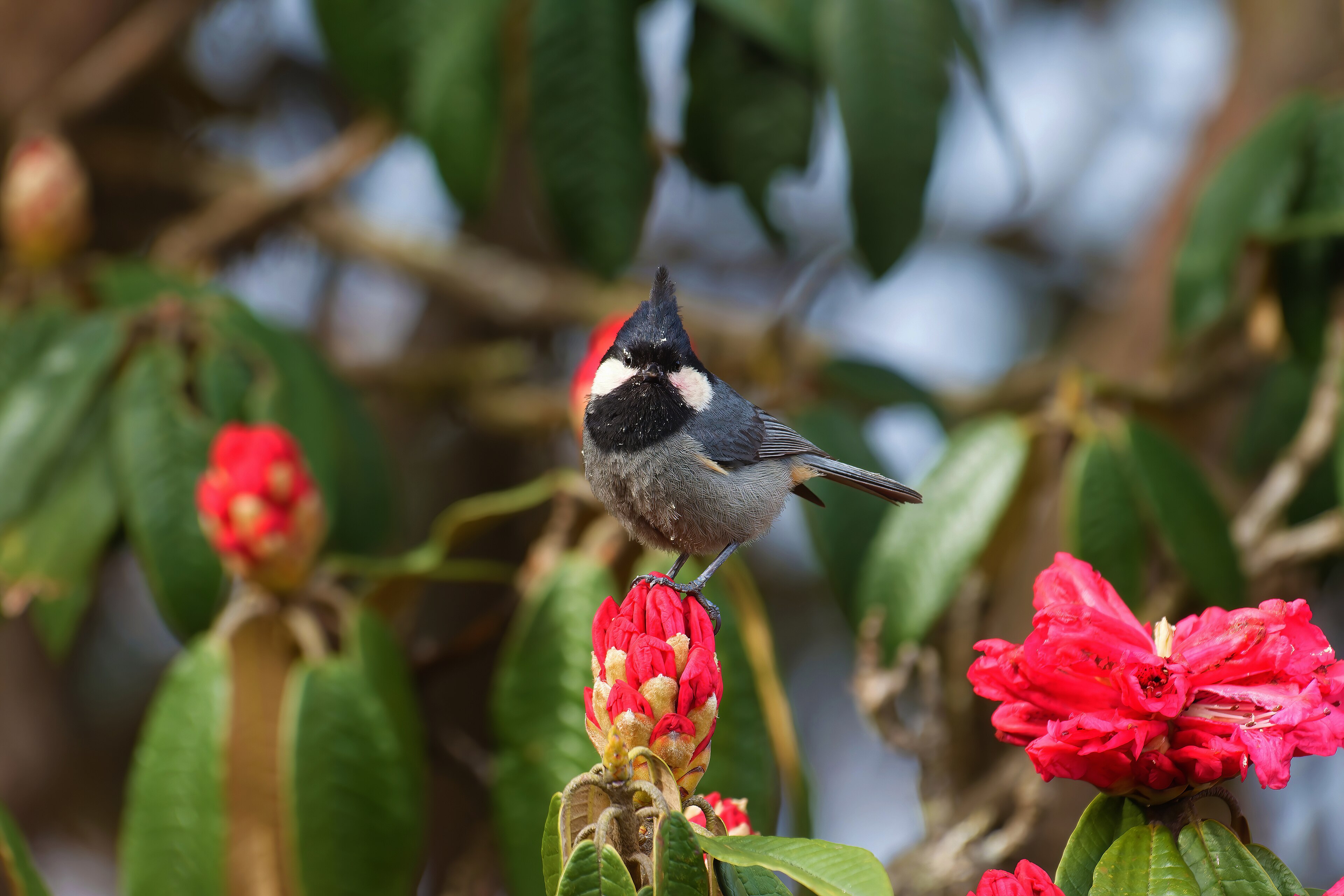 Rufous-vented Tit (Periparus rubidiventris)