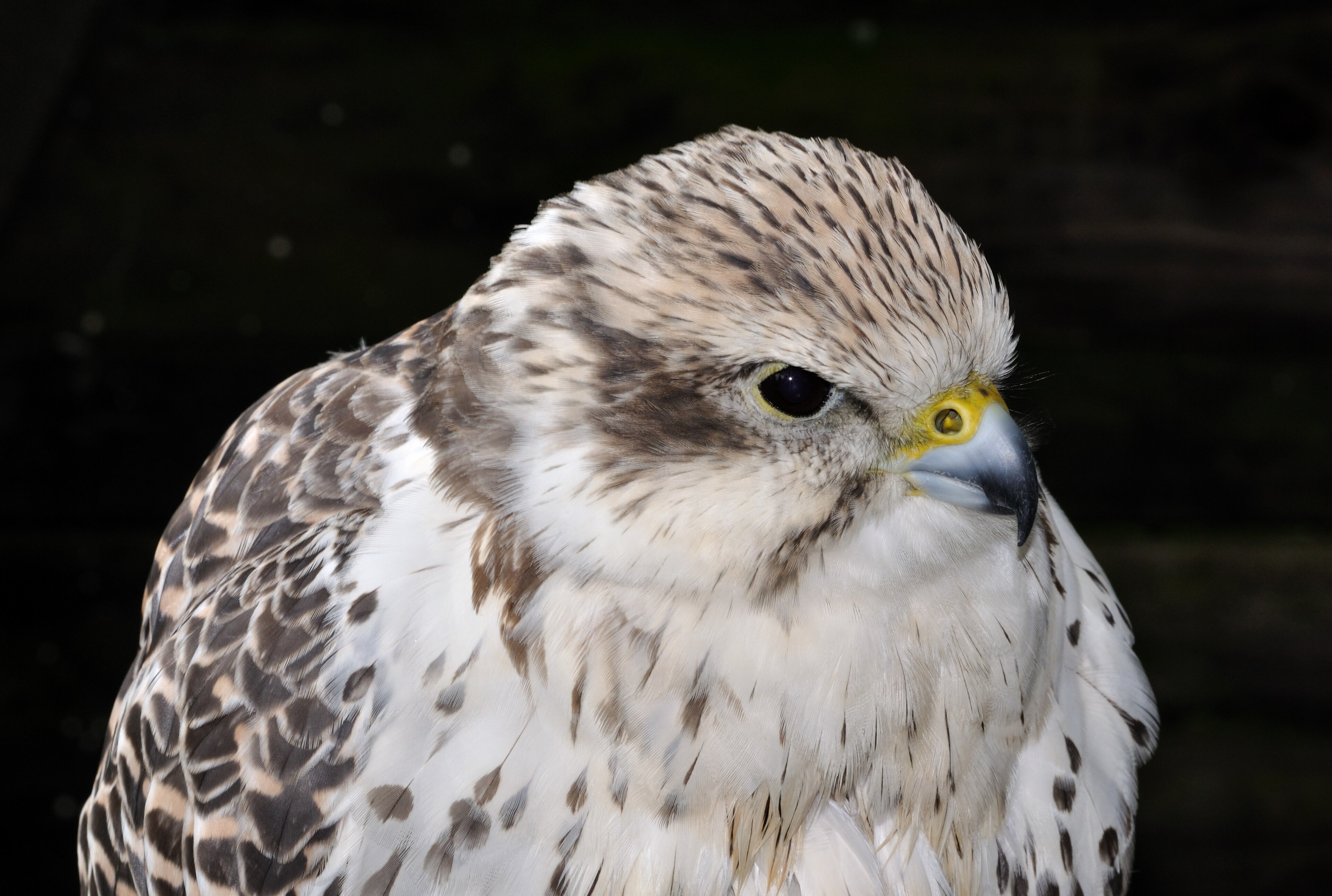 Saker Falcon (Falco cherrug)