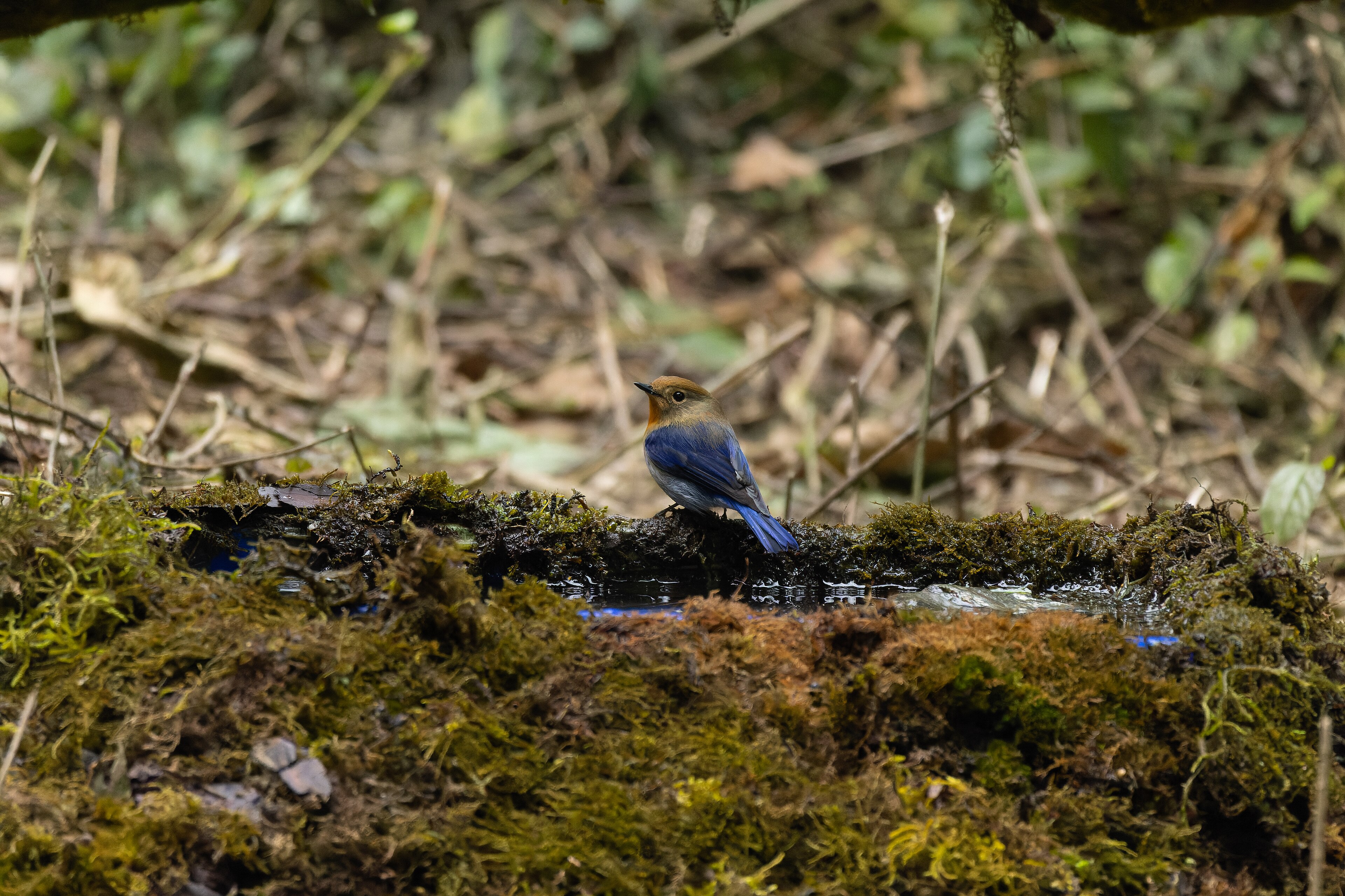 Sapphire Flycatcher (Ficedula sapphira)