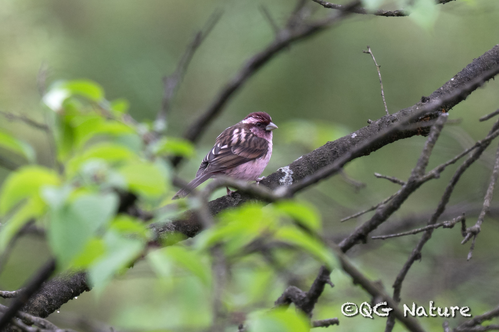 Sharpe’s Rosefinch (Carpodacus verreauxii)