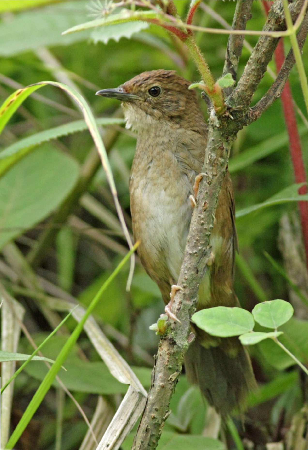 Sichuan Bush Warbler (Locustella chengi)