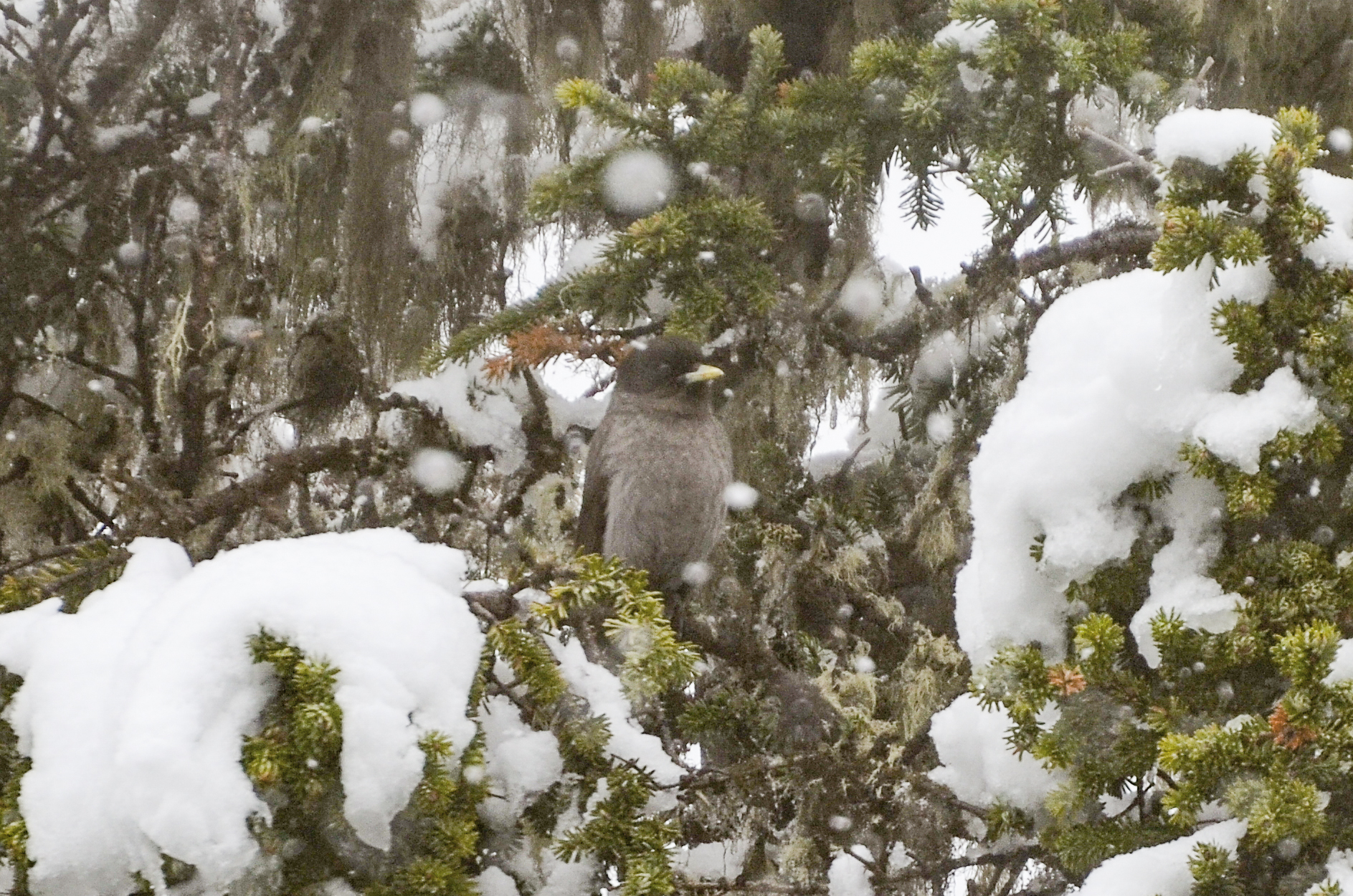 Sichuan Jay (Perisoreus internigrans)