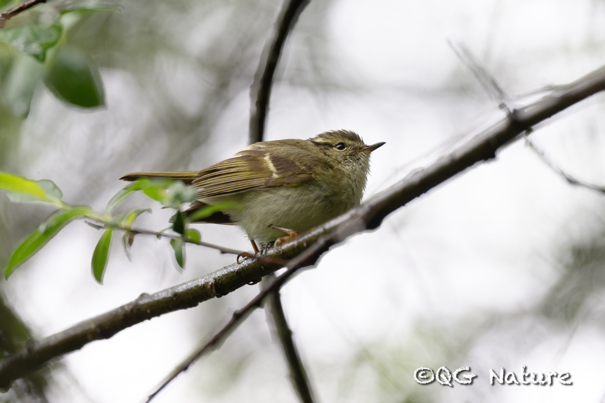 Sichuan Leaf Warbler (Phylloscopus forresti)
