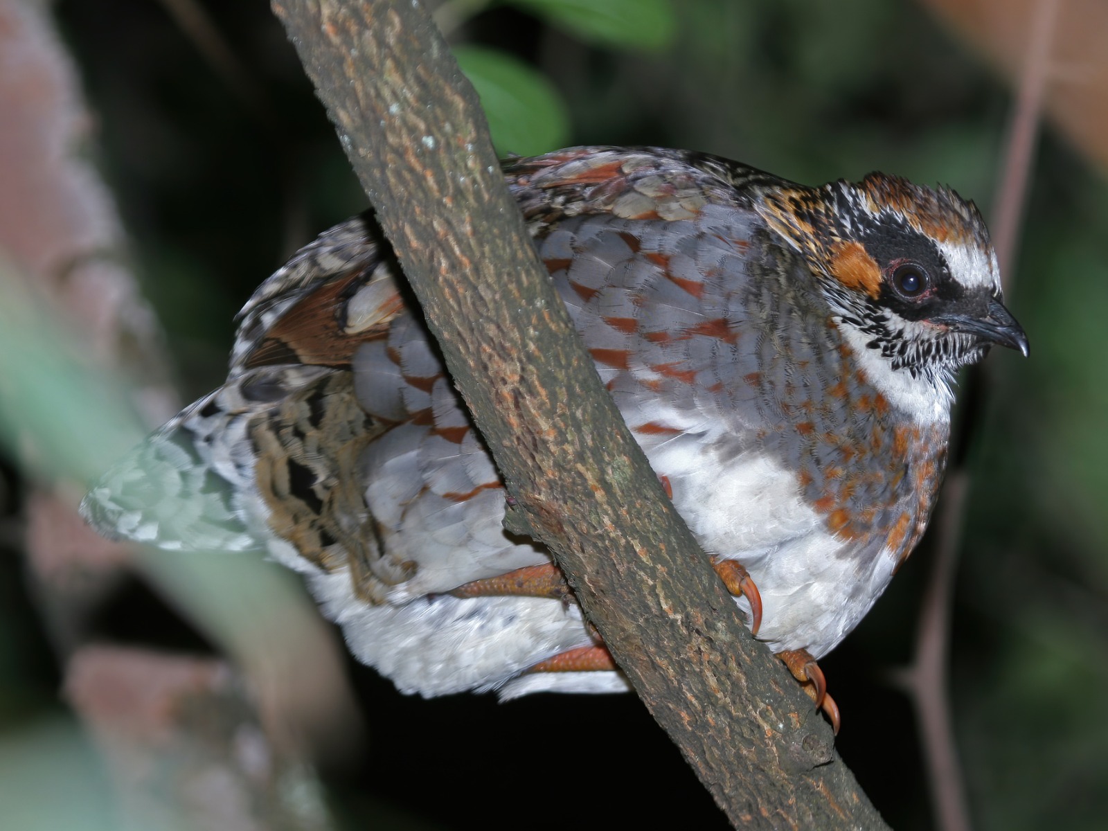 Sichuan Partridge (Arborophila rufipectus)