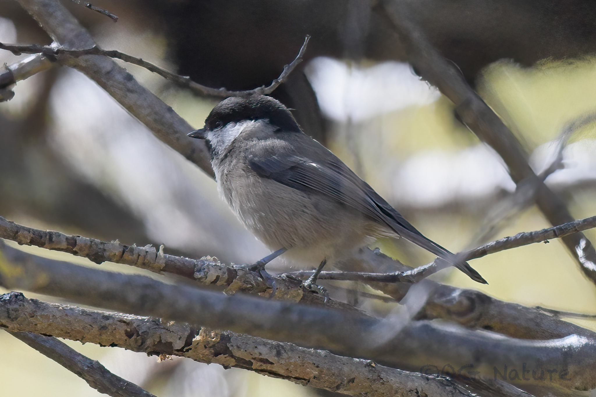 Sichuan Tit (Poecile weigoldicus)