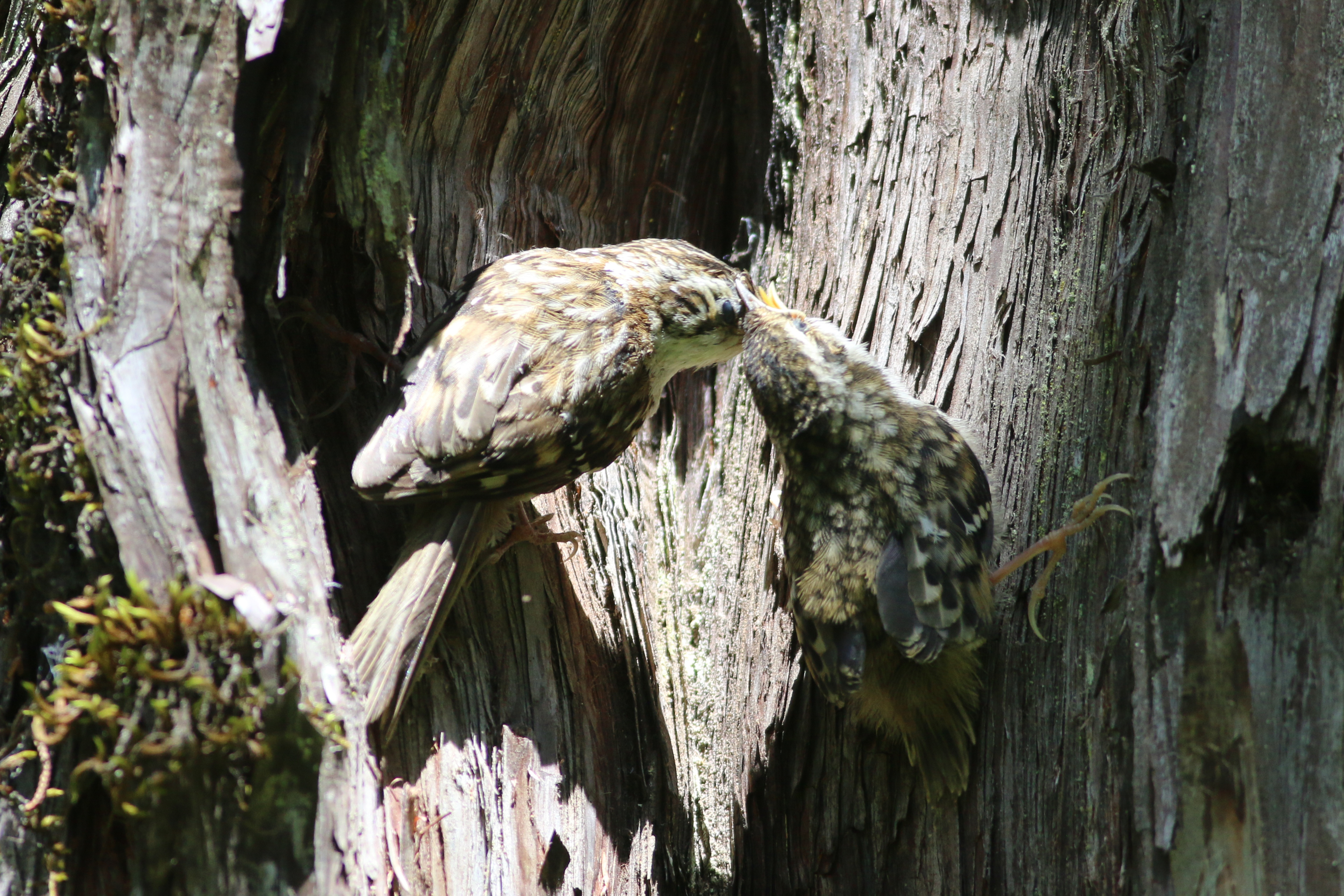 Sichuan Treecreeper (Certhia tianquanensis)