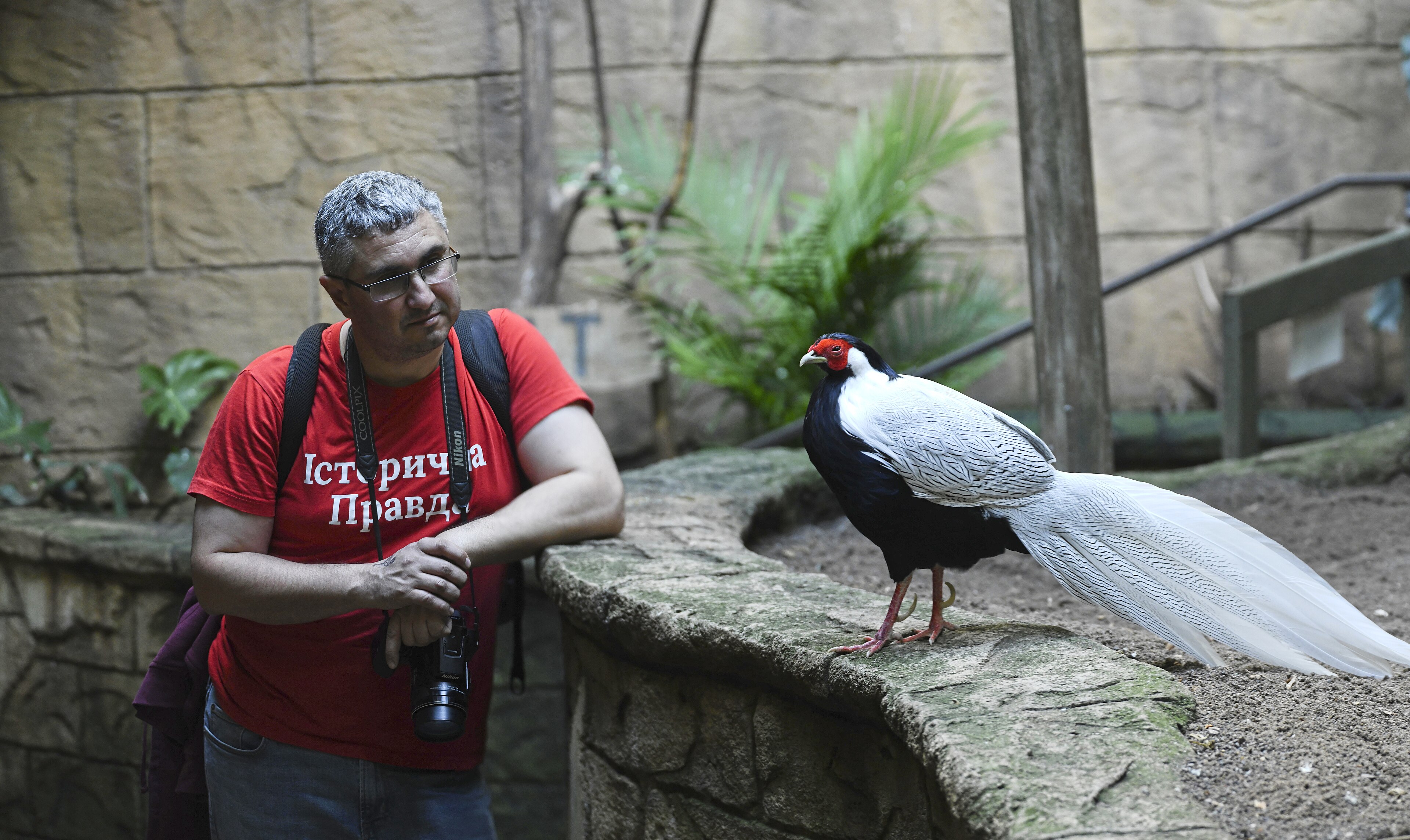 Silver Pheasant (Lophura nycthemera)