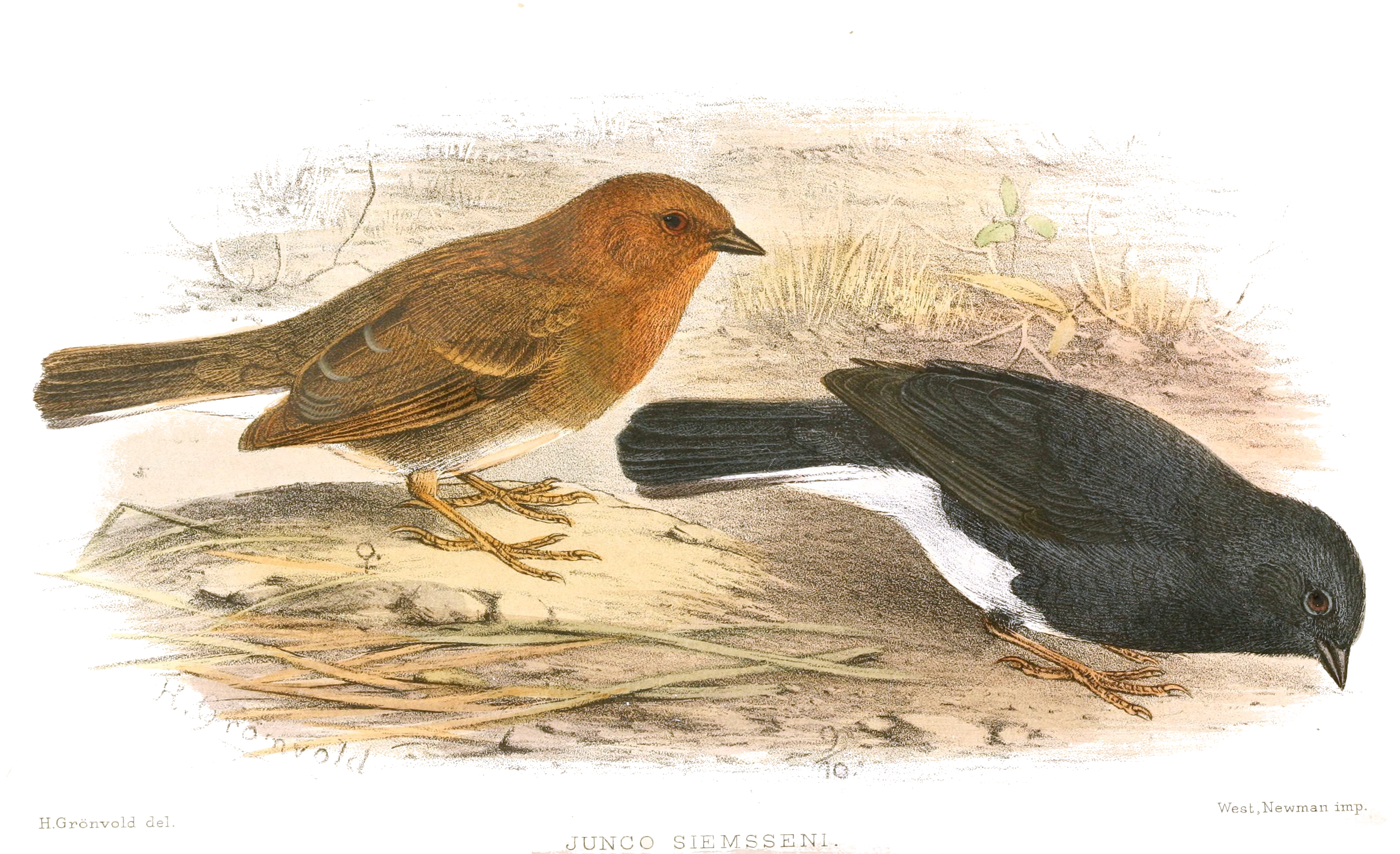 Slaty Bunting (Emberiza siemsseni)