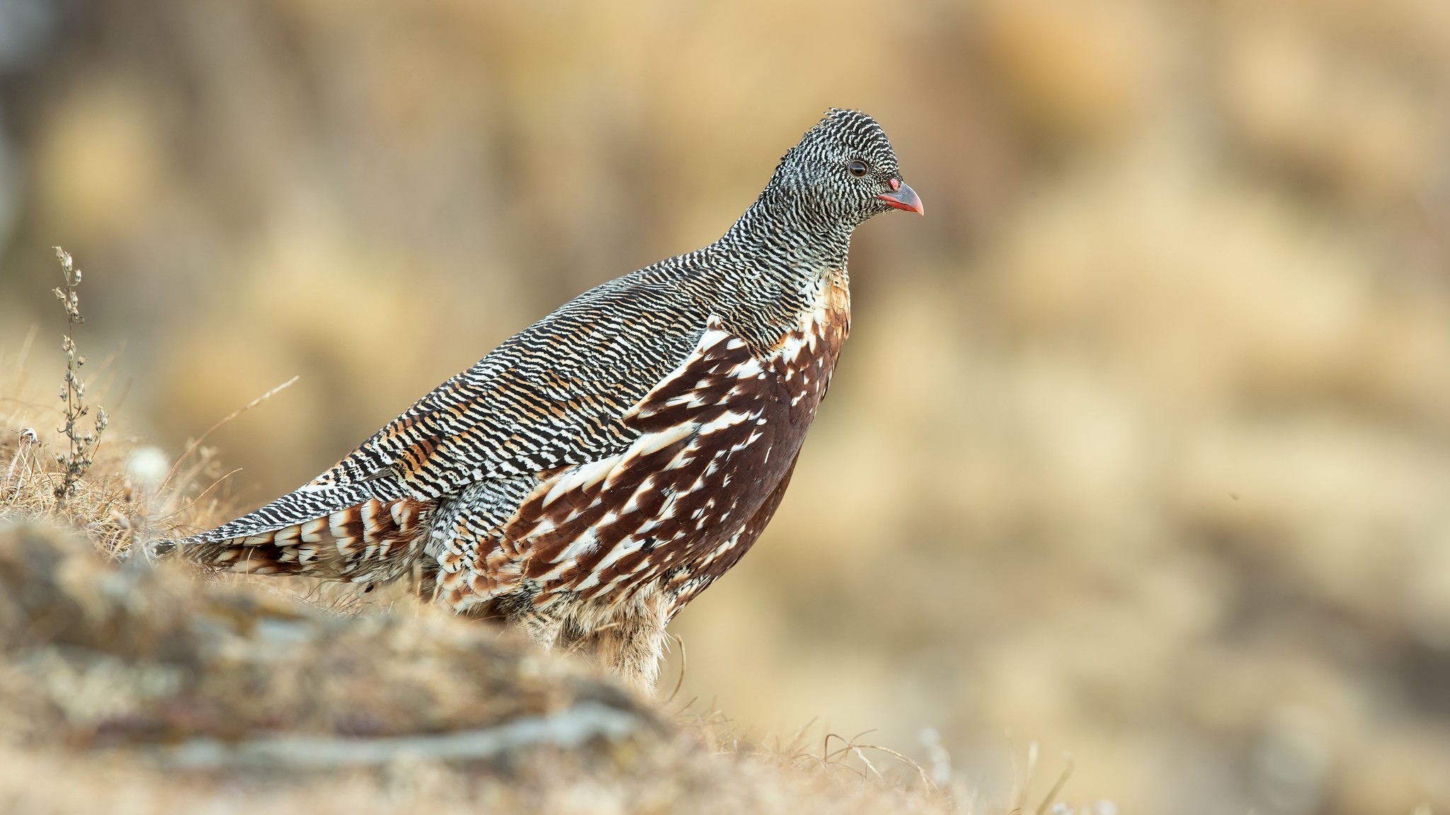 Snow Partridge (Lerwa lerwa)