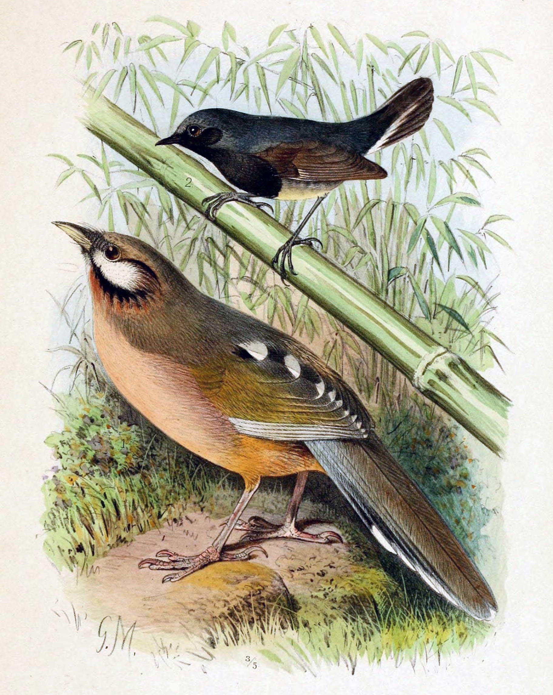 Snowy-cheeked Laughingthrush (Ianthocincla sukatschewi)