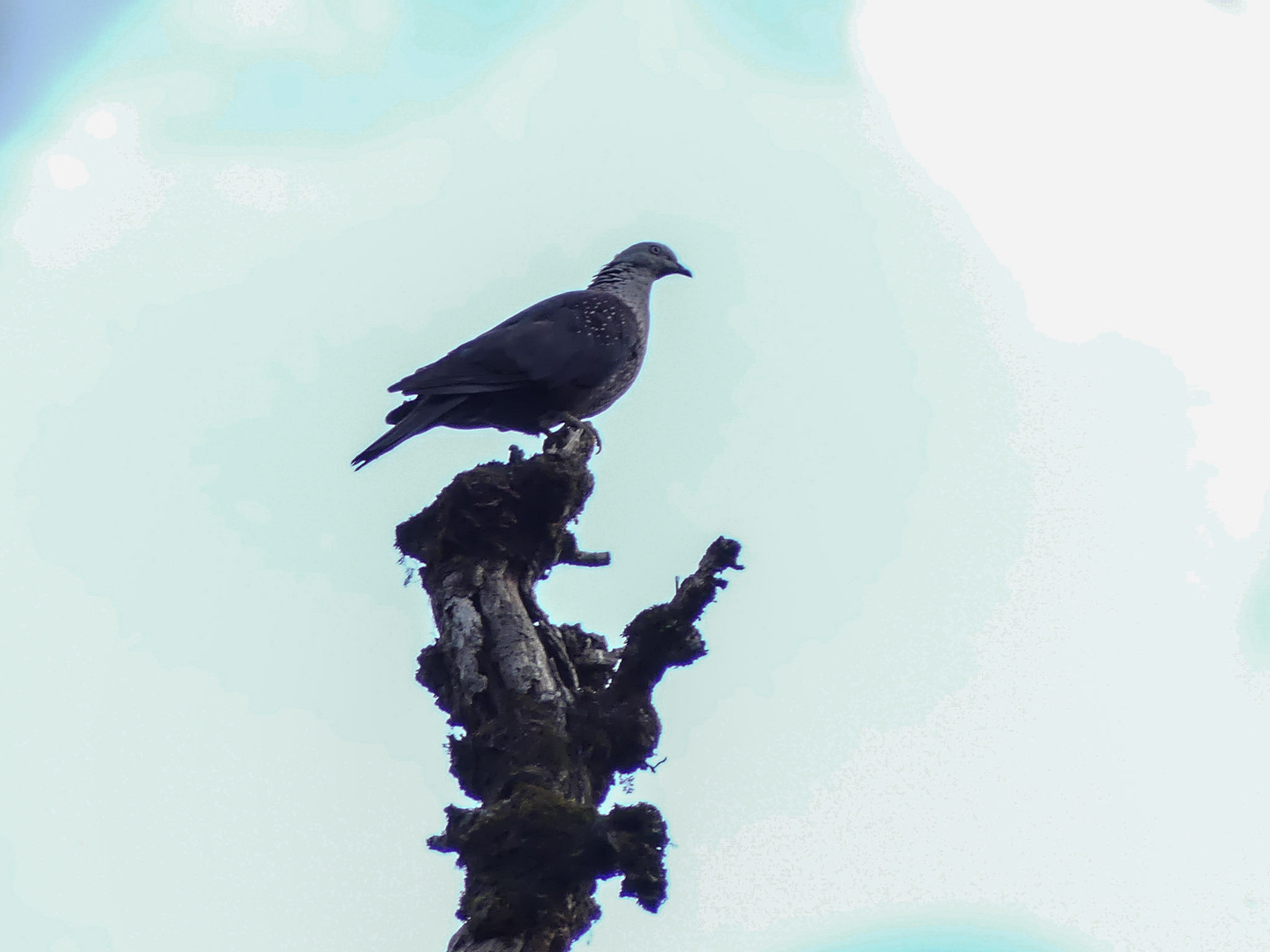 Speckled Wood Pigeon (Columba hodgsonii)