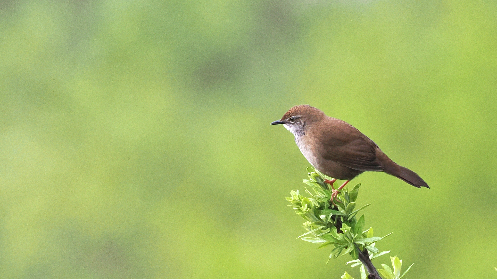 Spotted Bush Warbler (Locustella thoracica)