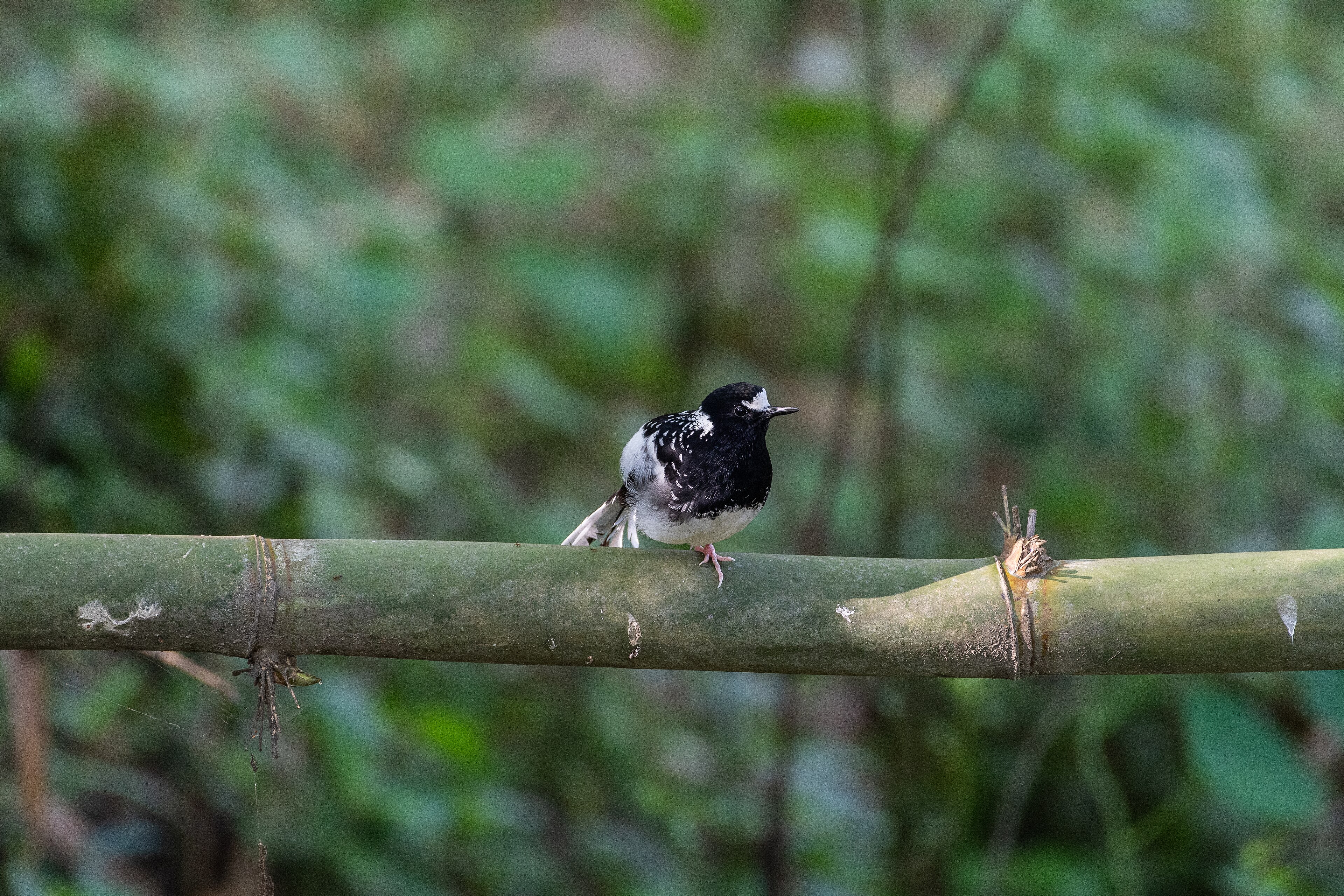 Spotted Forktail (Enicurus maculatus)
