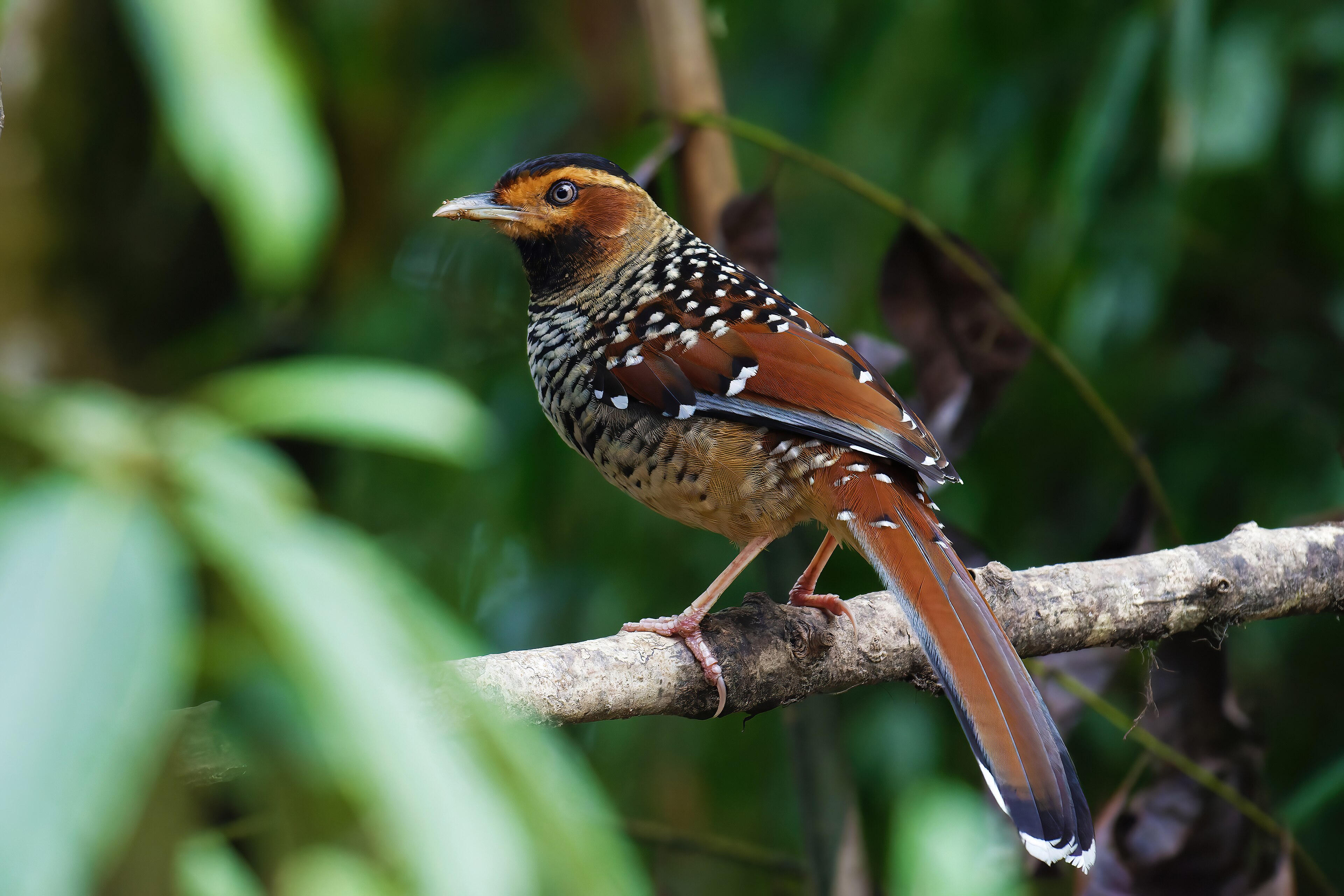 Spotted Laughingthrush (Ianthocincla ocellata)
