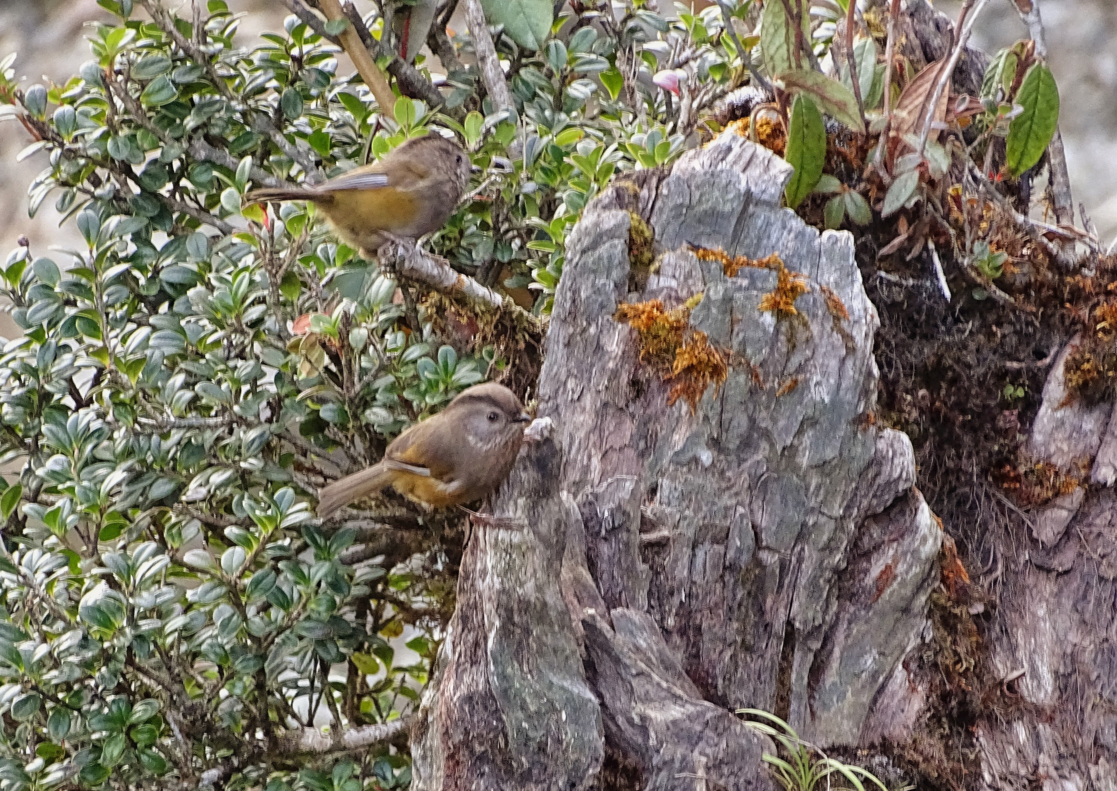 Streak-throated Fulvetta (Fulvetta manipurensis)