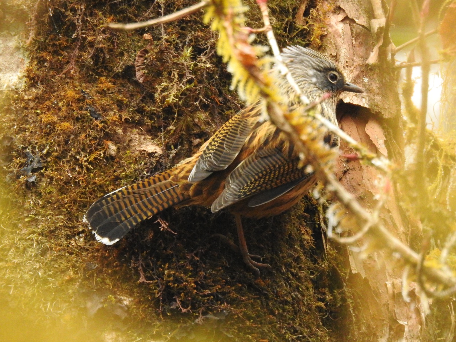 Streaked Barwing (Actinodura souliei)