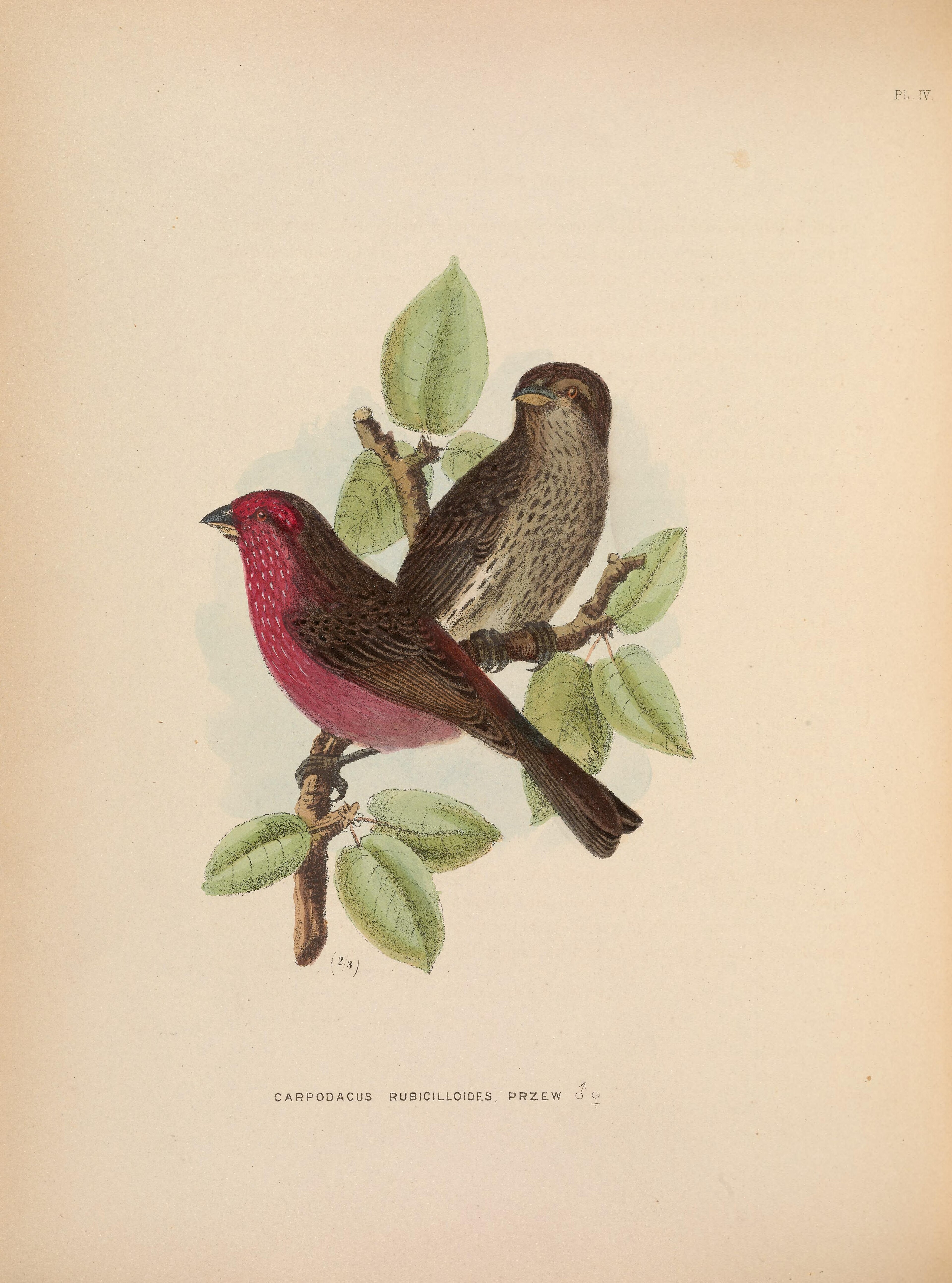 Streaked Rosefinch (Carpodacus rubicilloides)