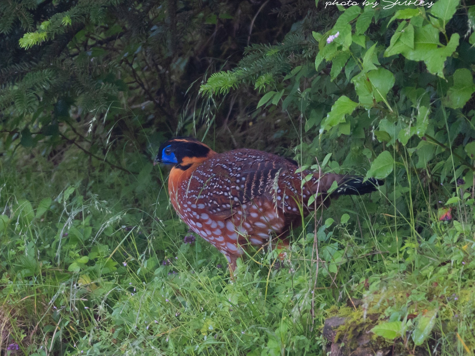 Temminck’s Tragopan (Tragopan temminckii)