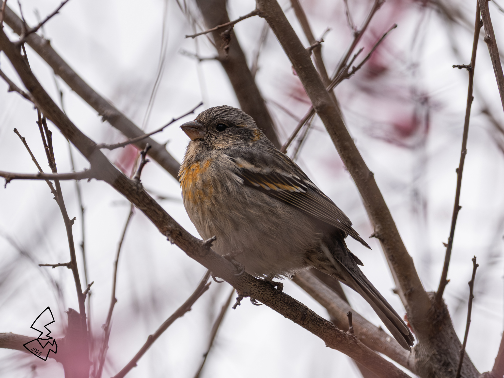 Three-banded Rosefinch (Carpodacus trifasciatus)