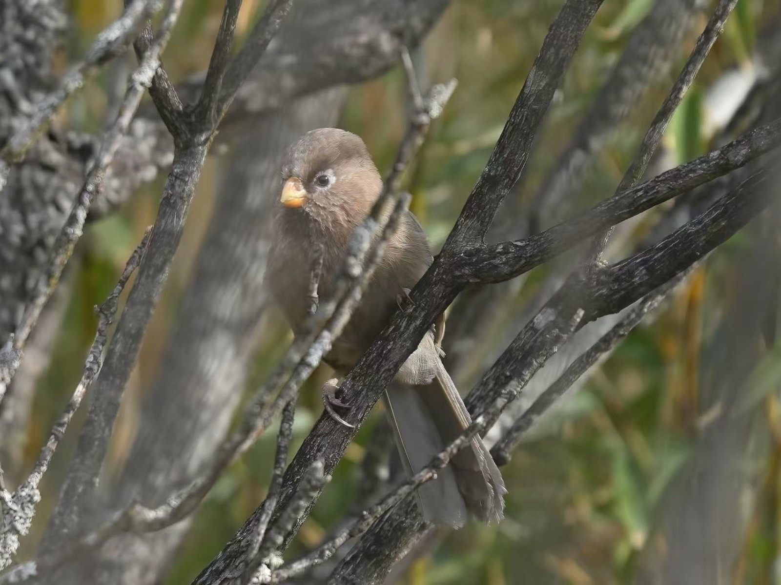 Three-toed Parrotbill (Cholornis paradoxus)