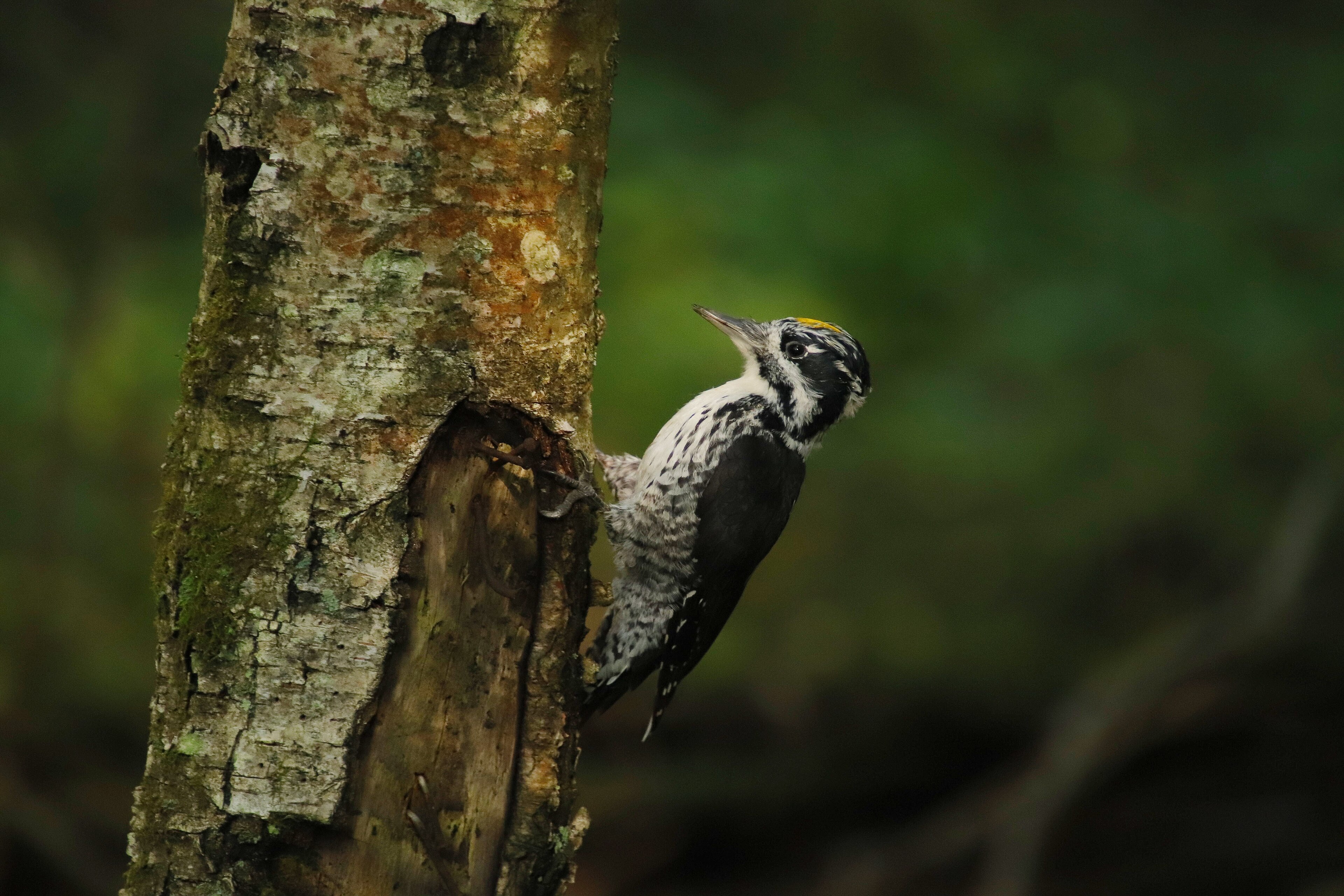 Eurasian Three-toed Woodpecker (Picoides tridactylus)