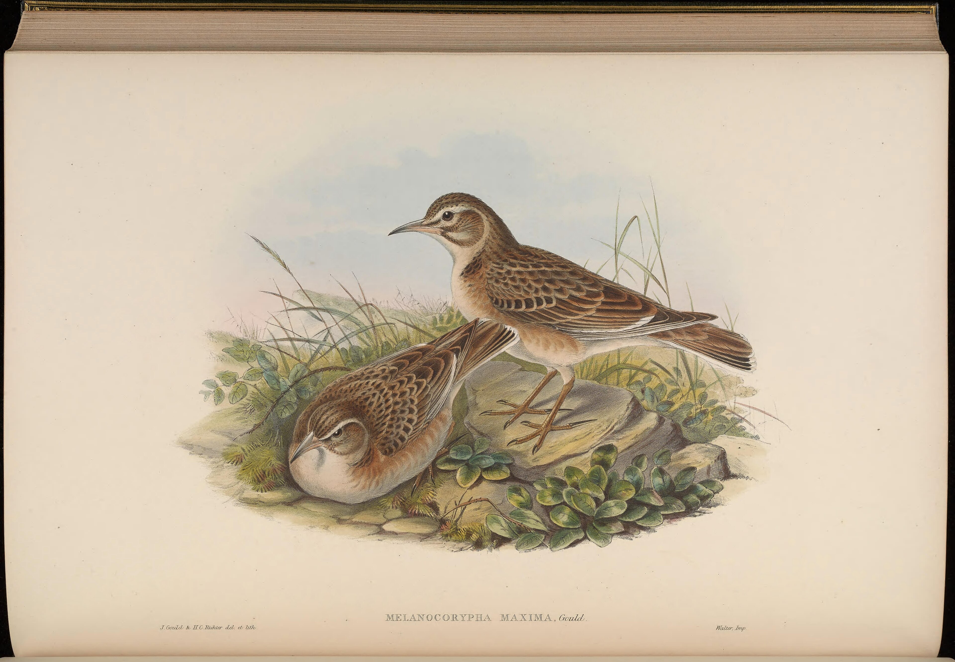 Tibetan Lark (Melanocorypha maxima)