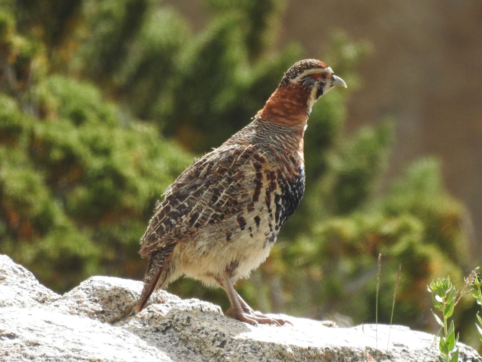Tibetan Partridge (Perdix hodgsoniae)