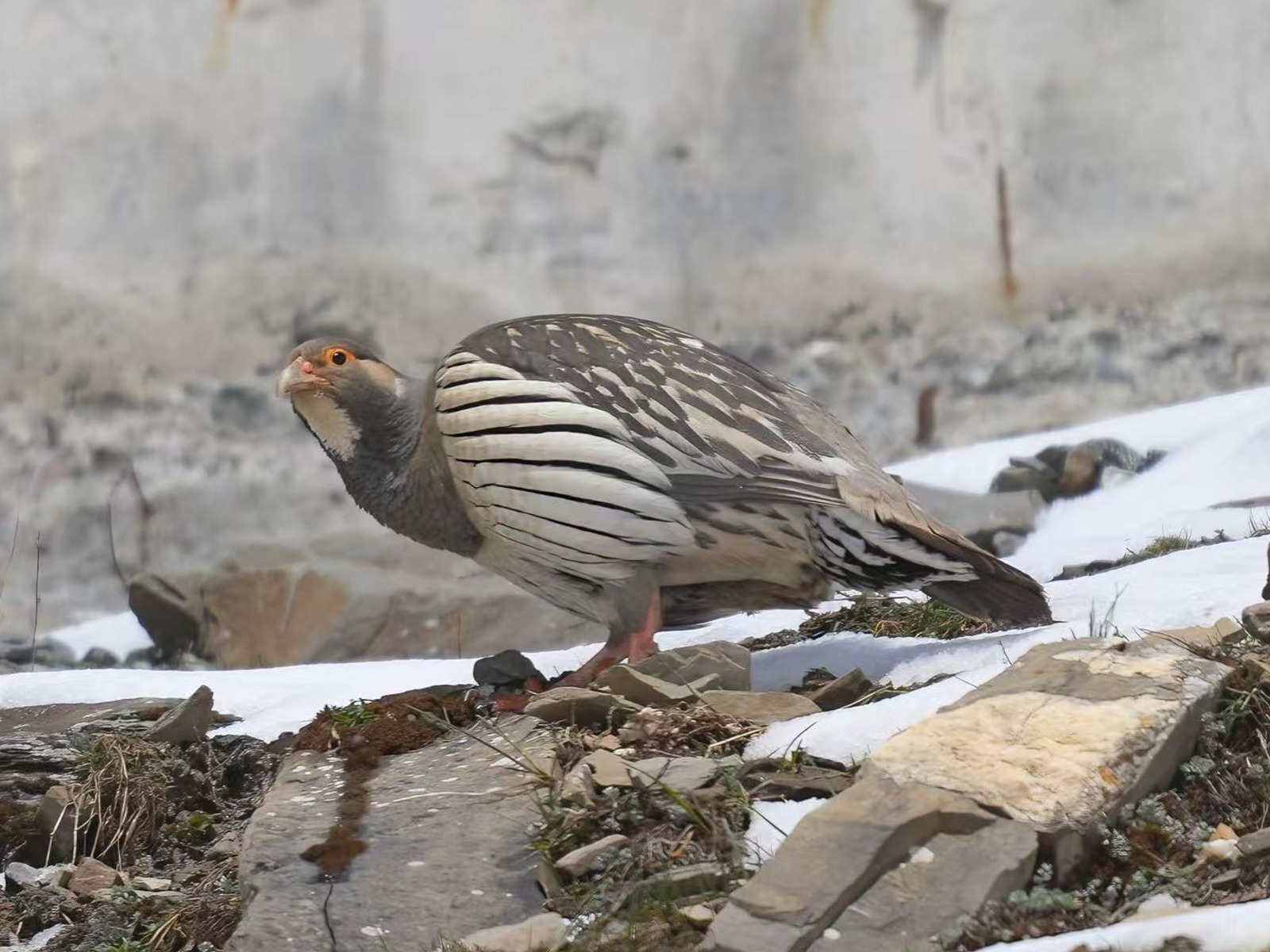 Tibetan Snowcock (Tetraogallus tibetanus)
