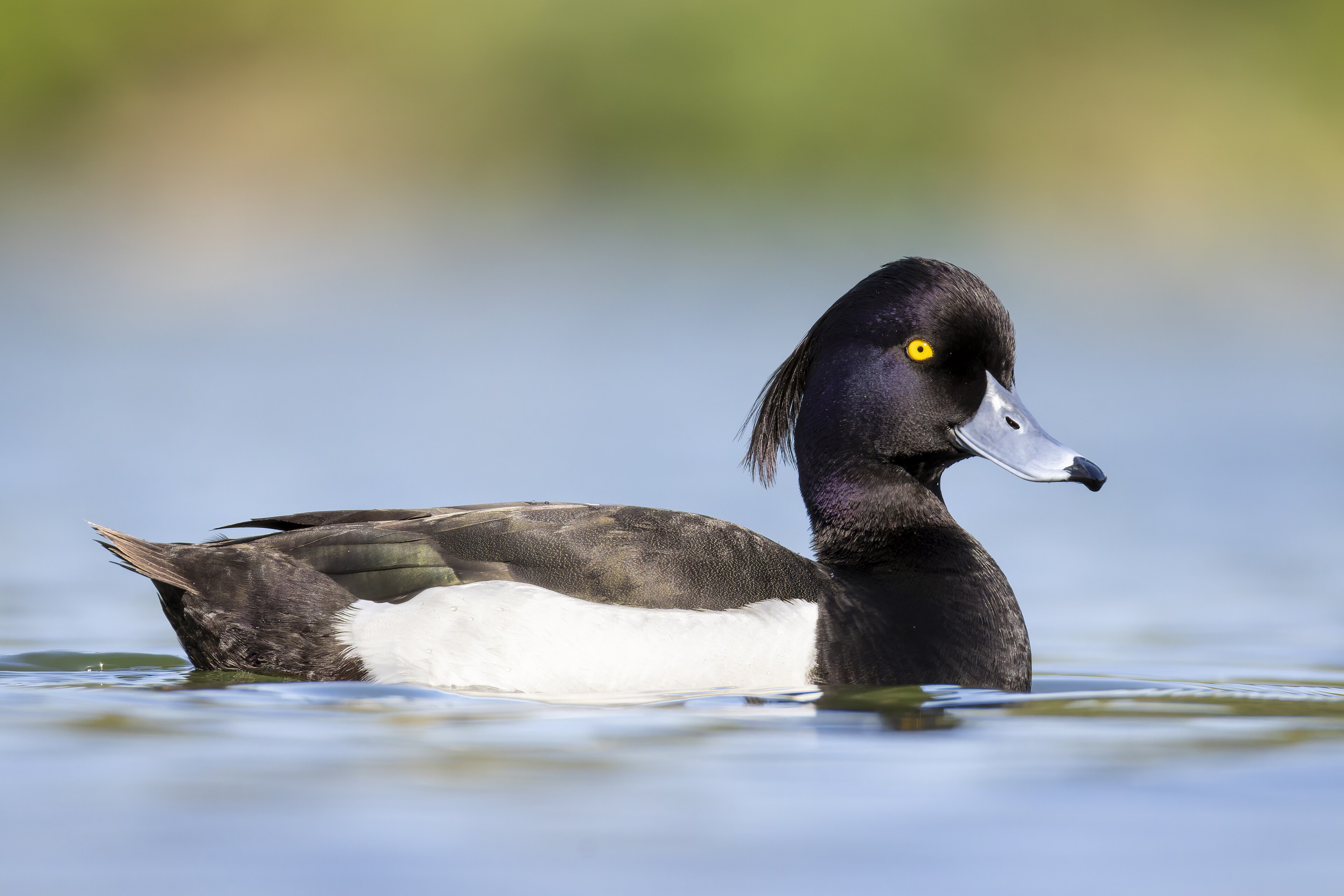 Tufted Duck (Aythya fuligula)