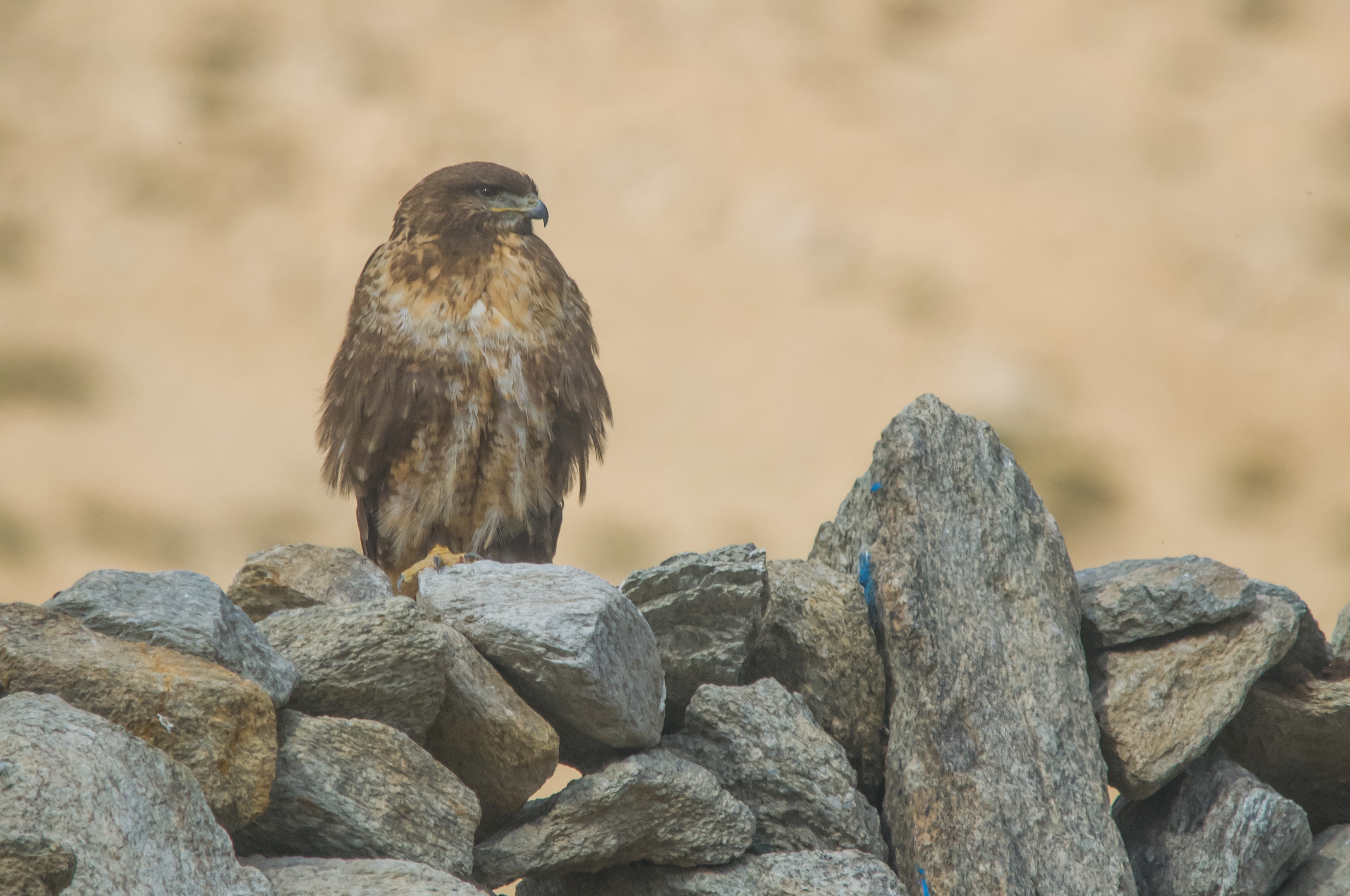 Upland Buzzard (Buteo hemilasius)