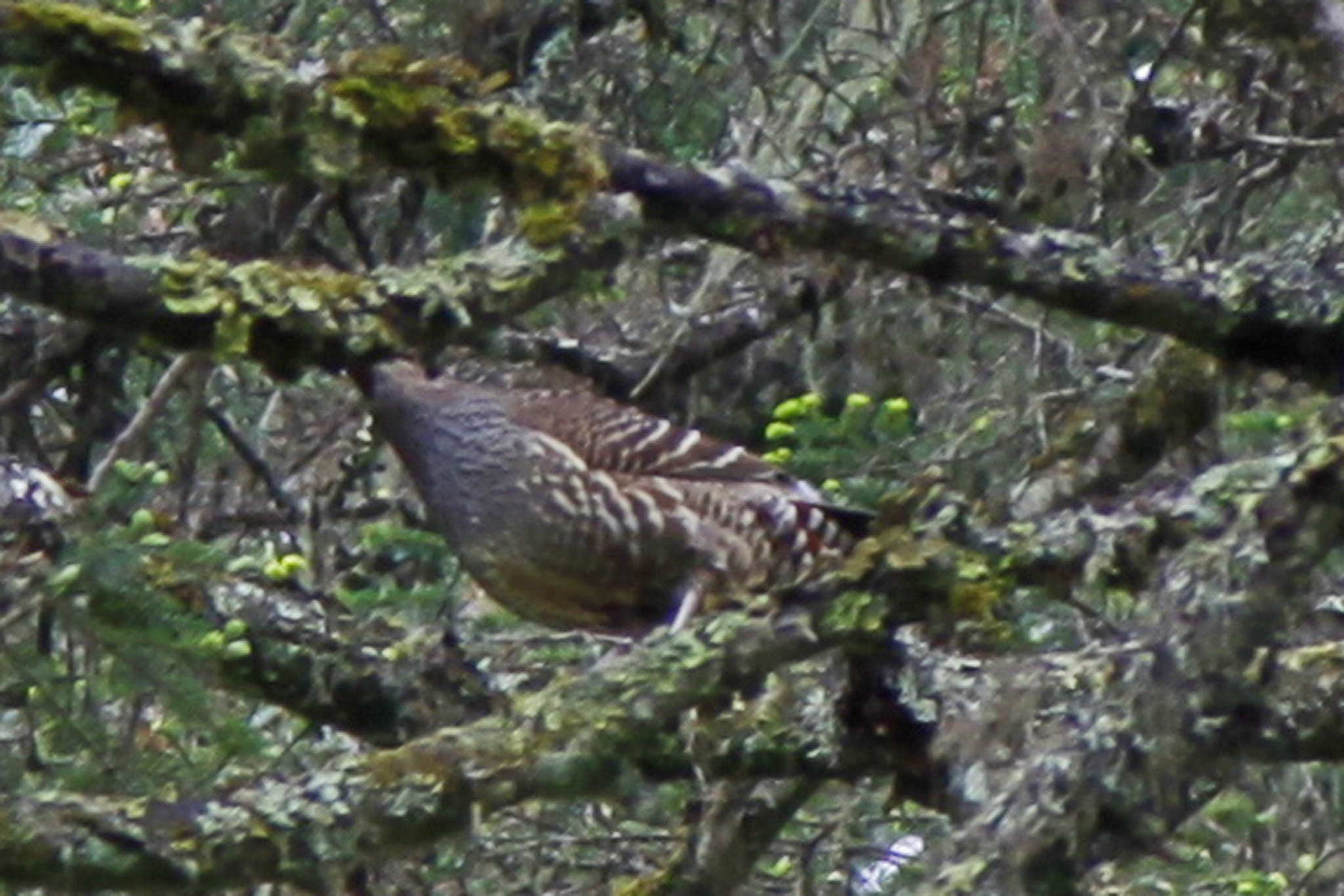 Verreaux’s Monal-Partridge (Tetraophasis obscurus)